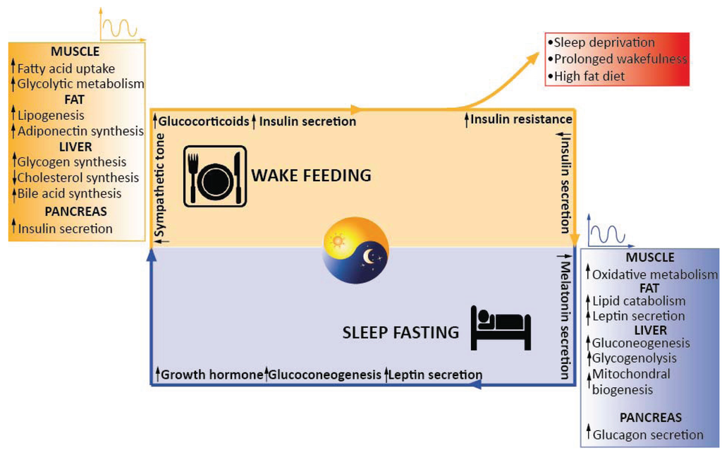 consequences disrupting biological rhythms essay consequences disrupting biological rhythms essay