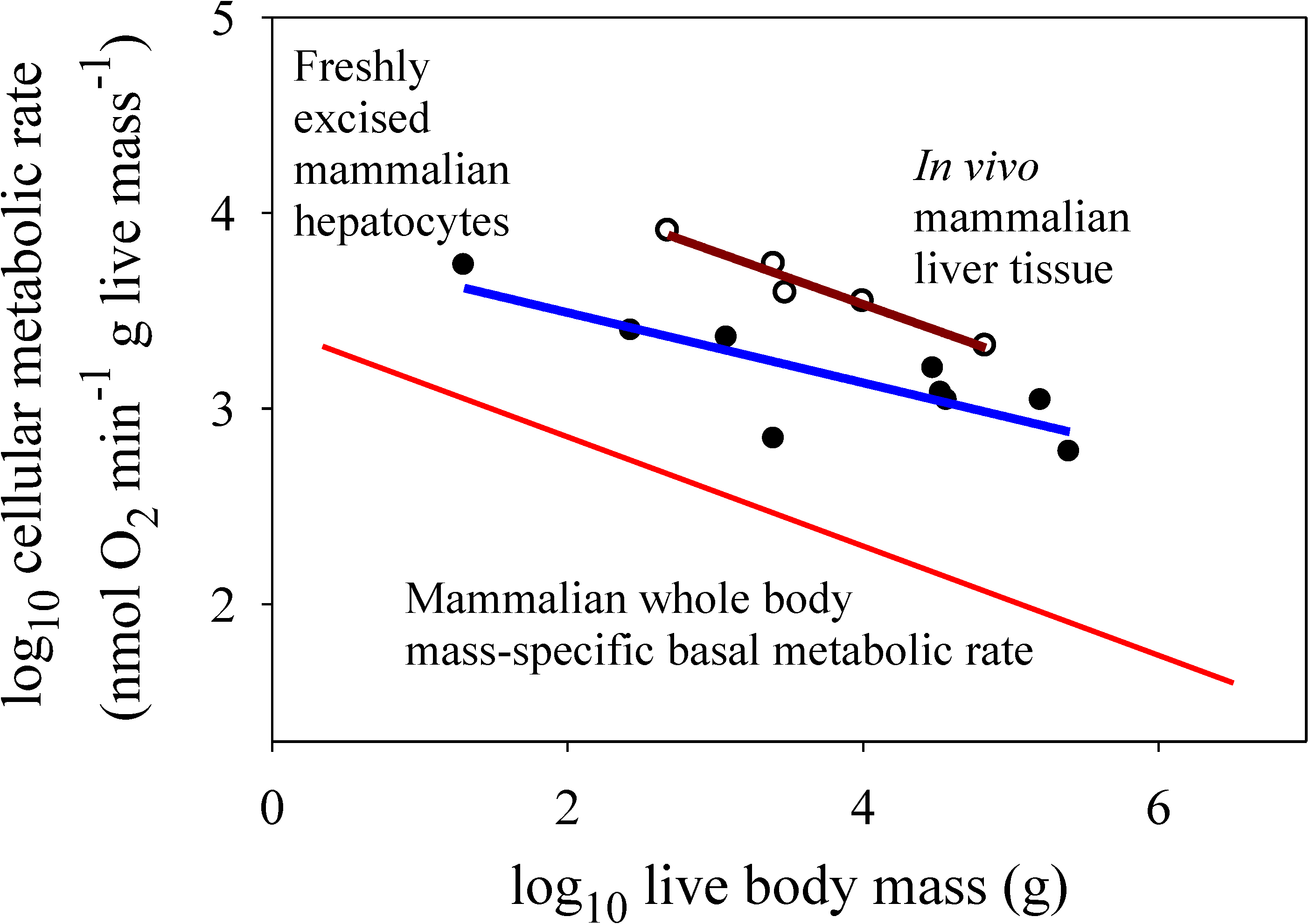 biology free full text body mass scaling of metabolic rate what the reason that metabolizing cells are small in size is because