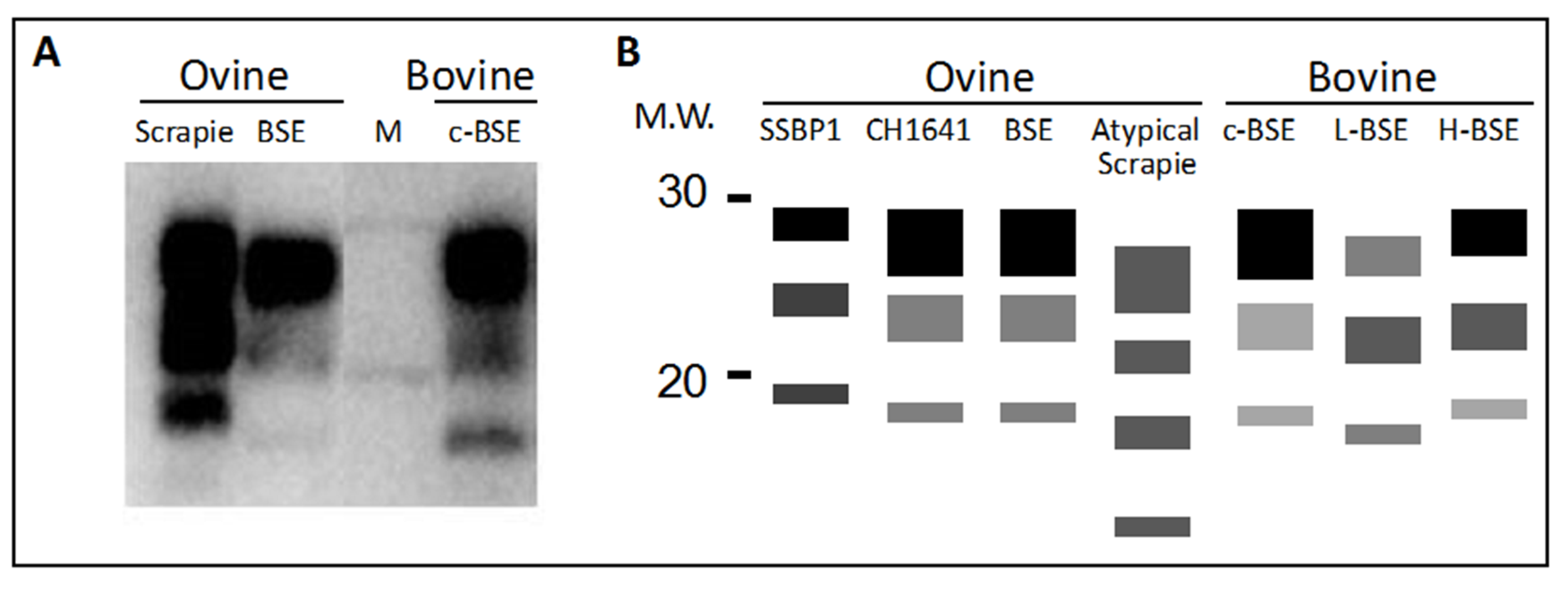 Biology 04 00785 g001