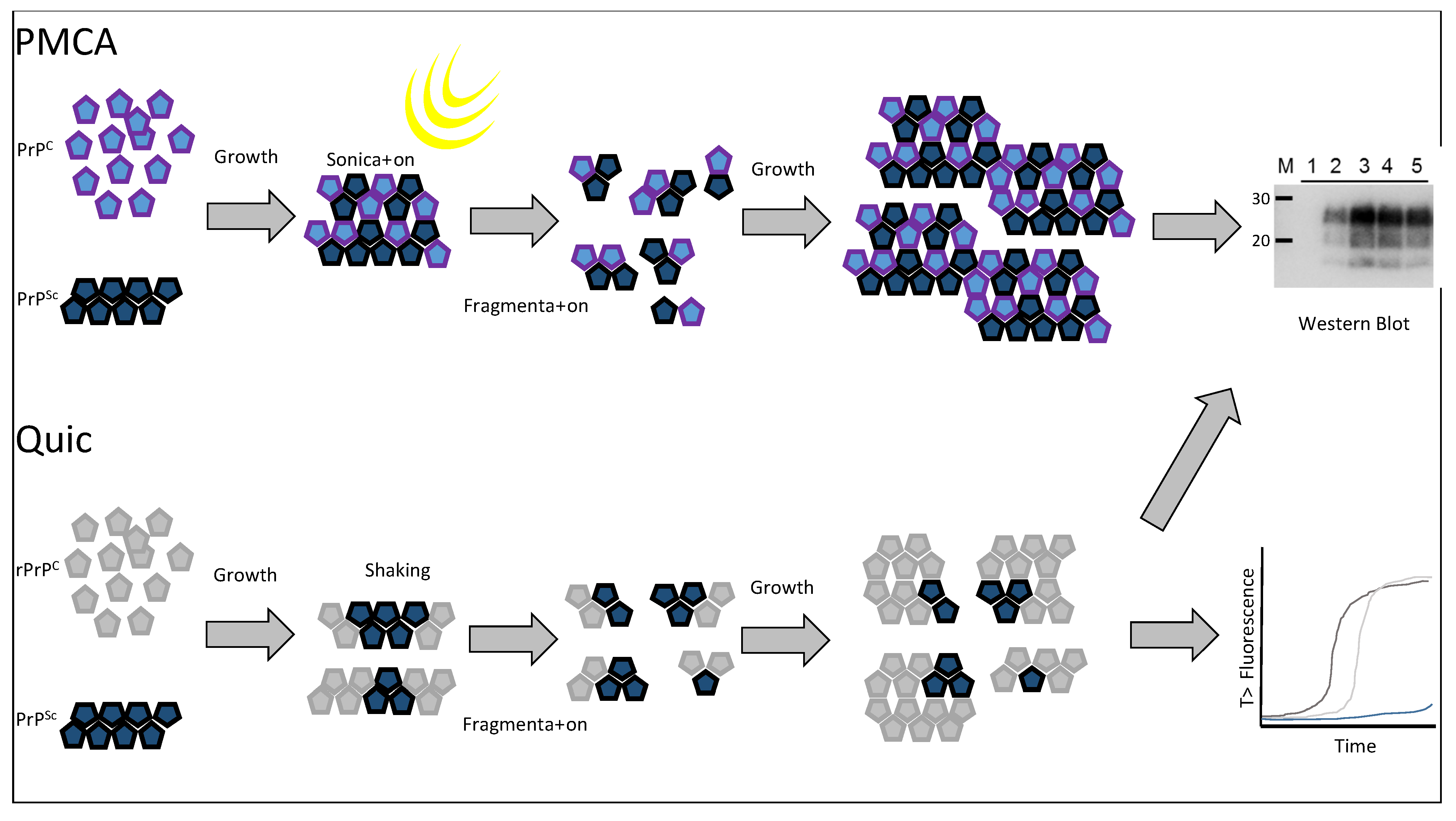 Biology 04 00785 g004