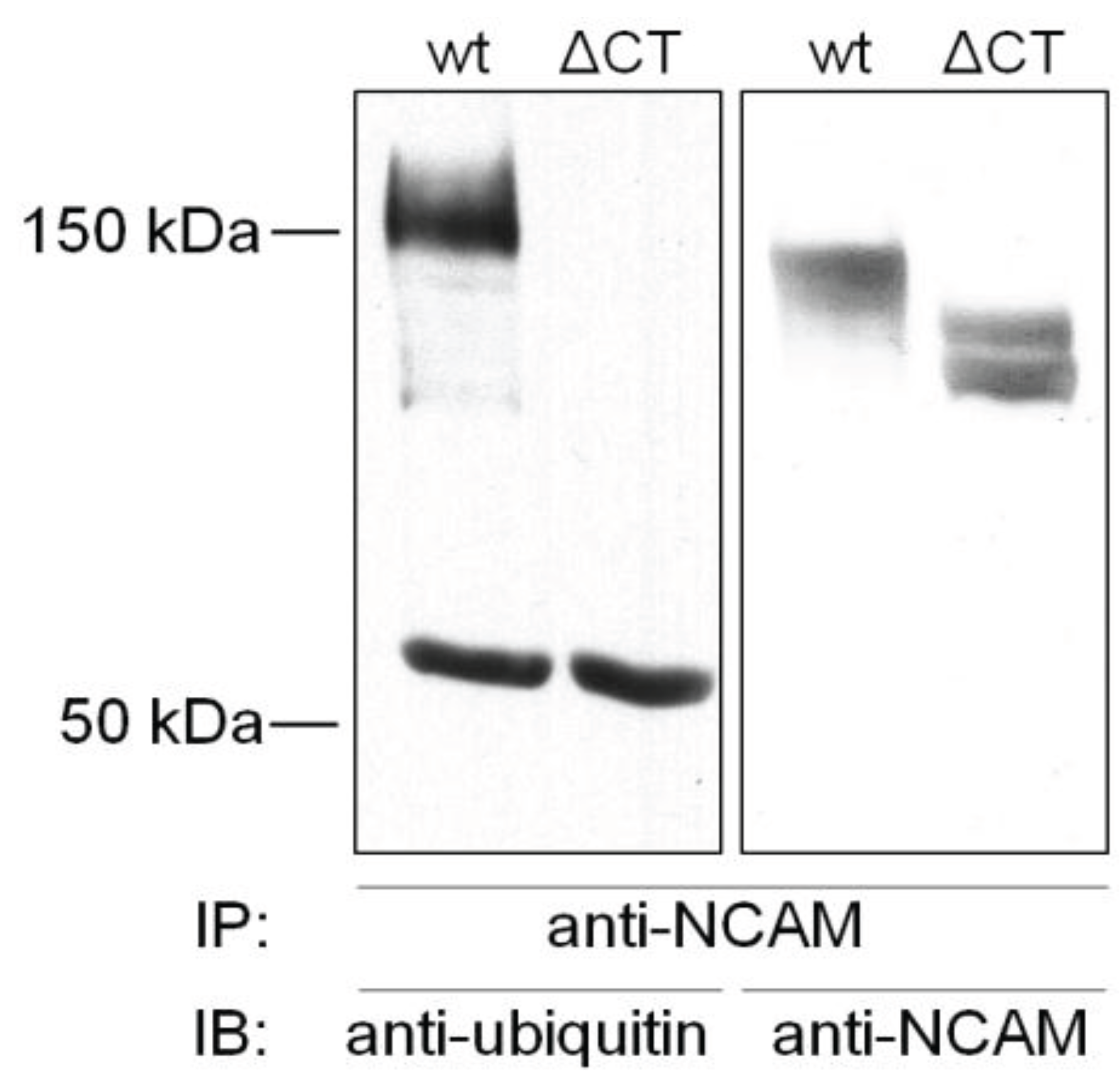 Biology 05 00001 g002