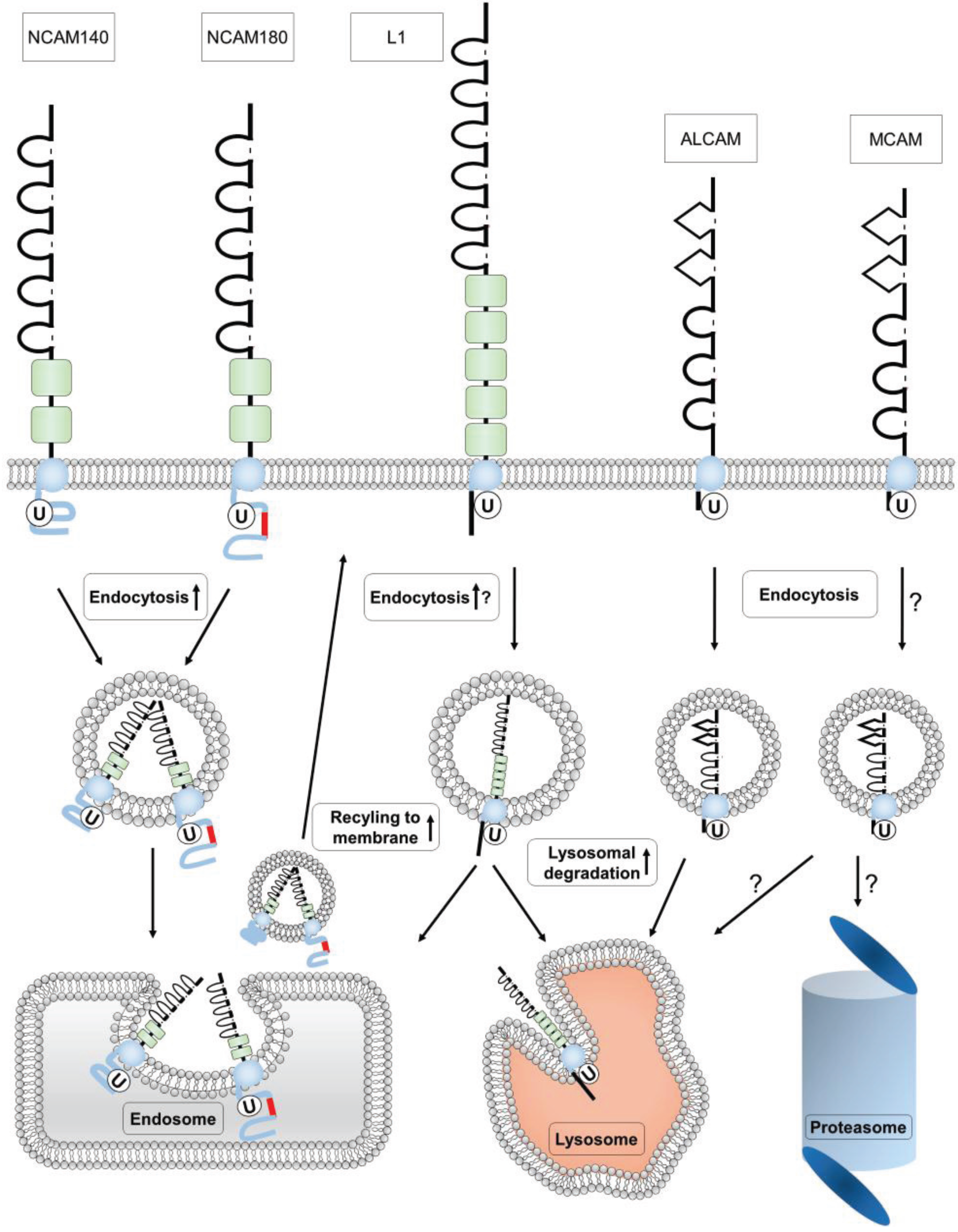 Biology 05 00001 g003