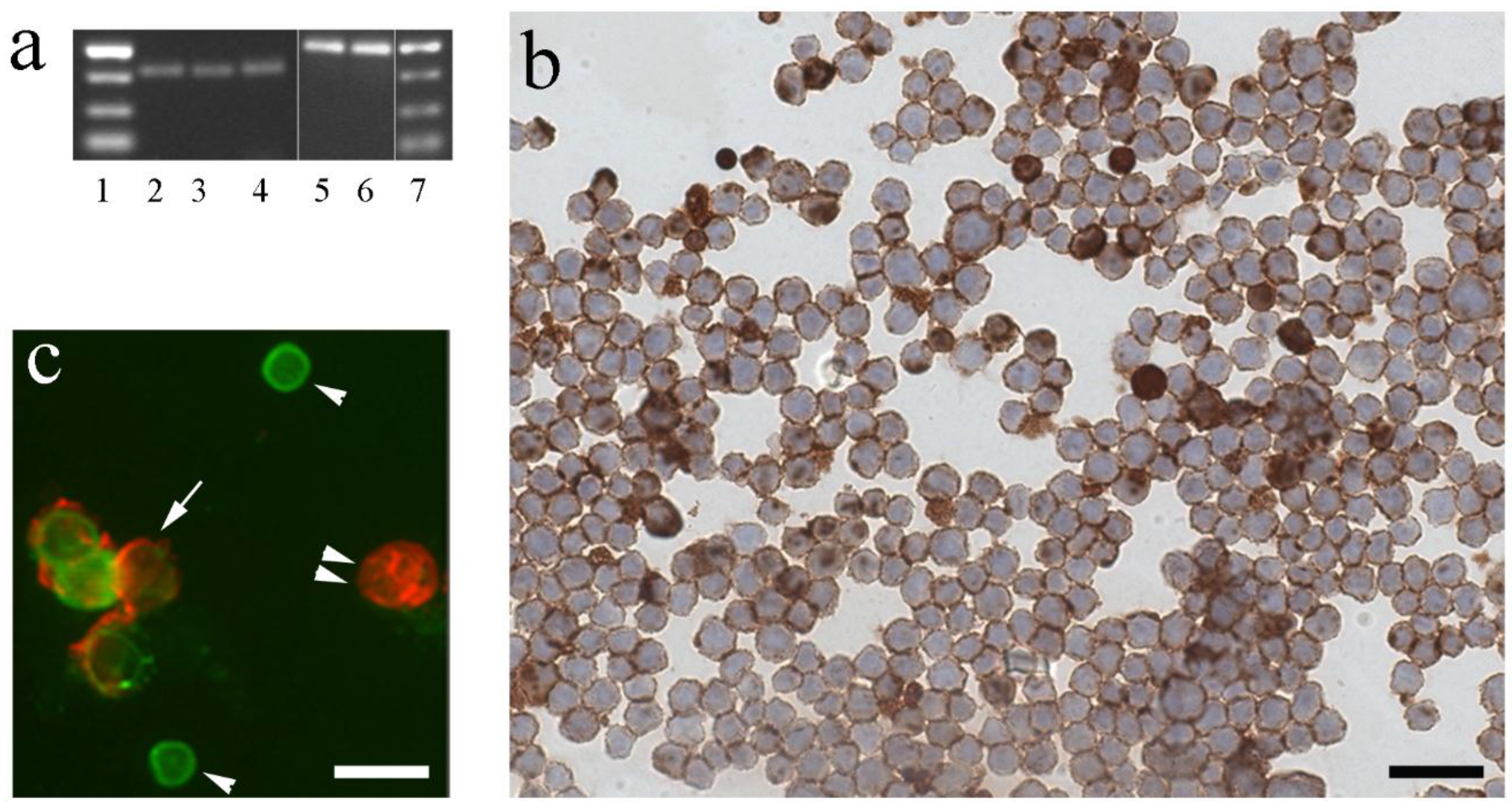 Biology 05 00009 g001