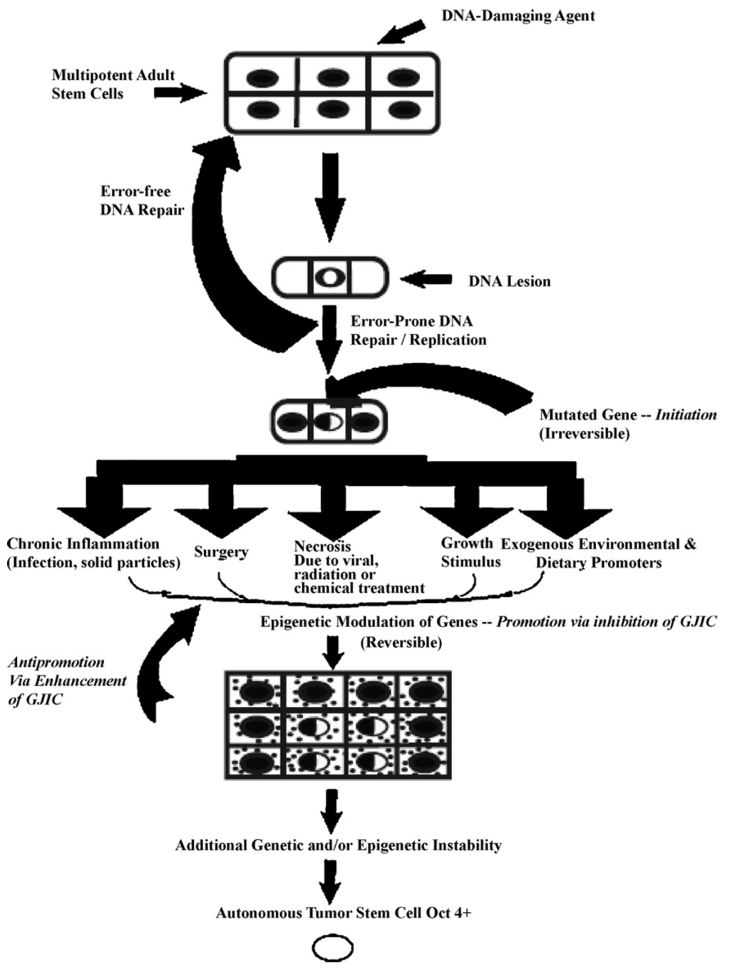 Biology Special Issue Beyond the Modern Evolutionary Synthesis