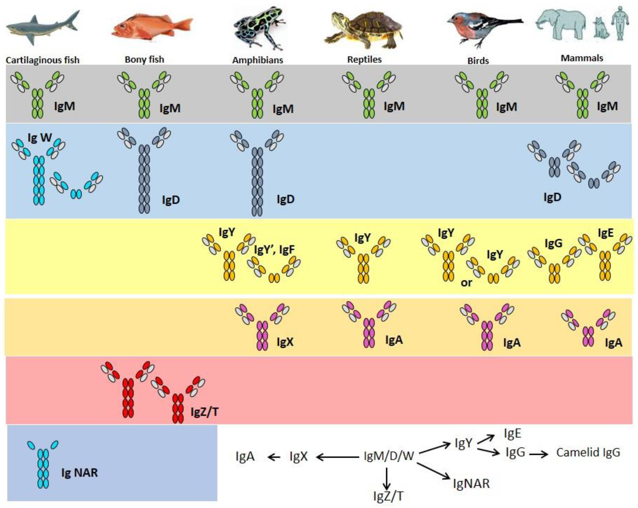 Biology Special Issue Current Understanding of Fish Immune Systems