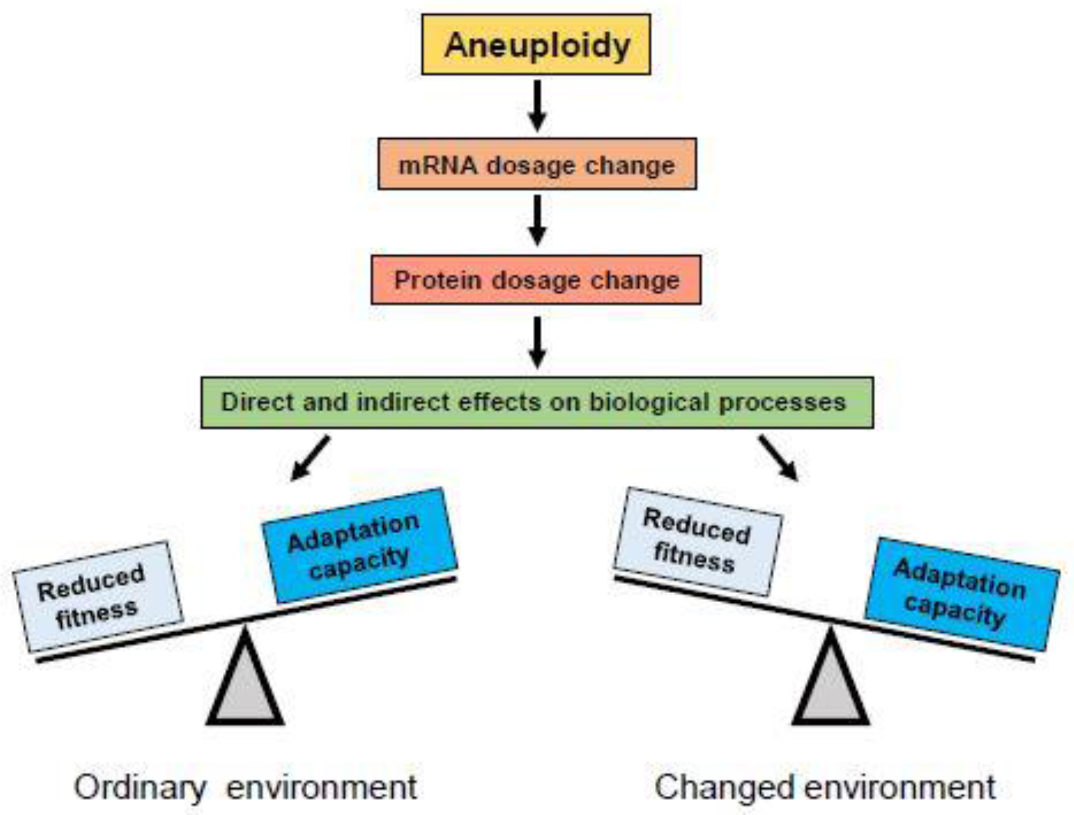 The Consequences of Chromosome Segregation ... Biology Diagrams