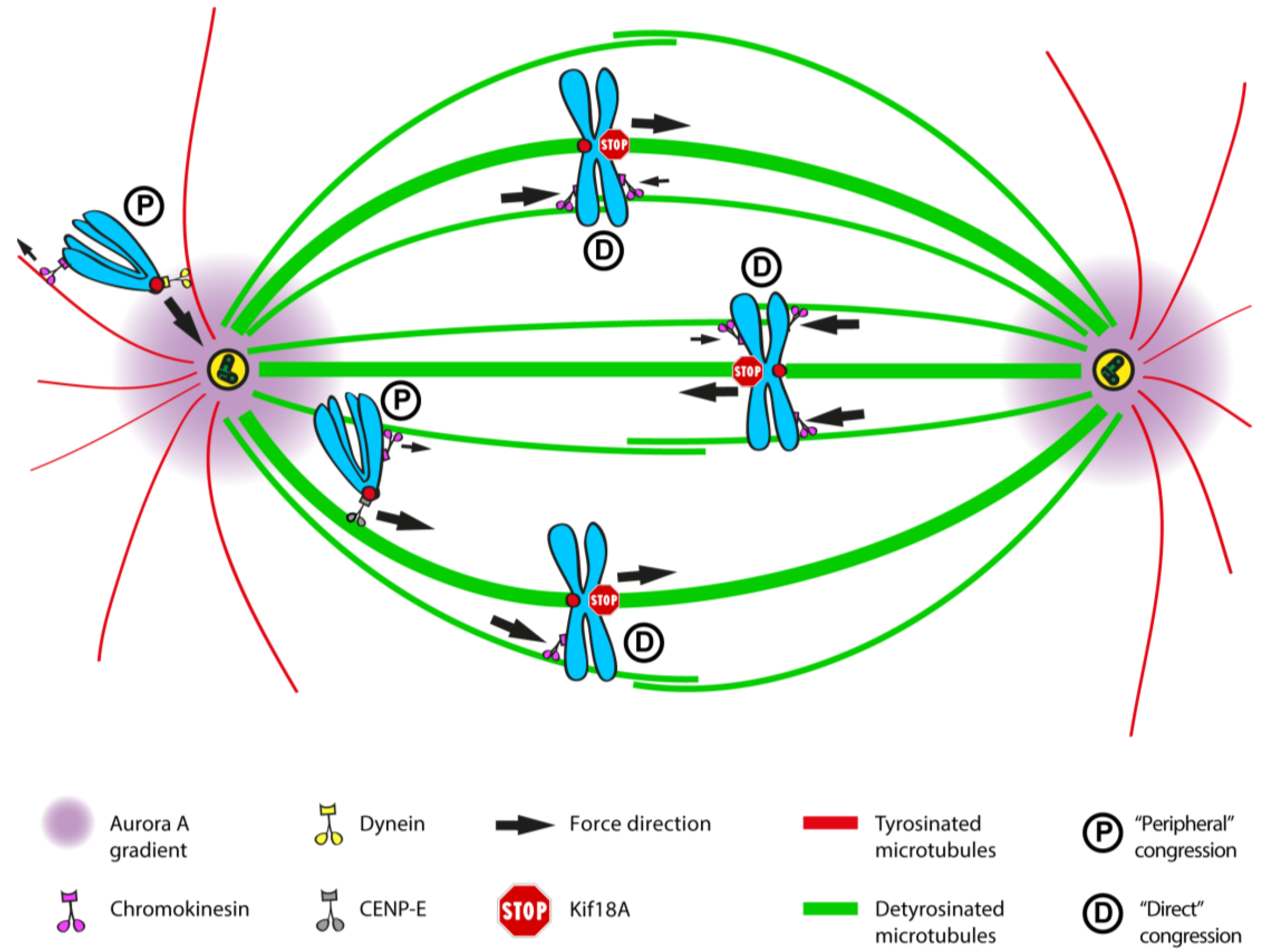 Disease Selection: The