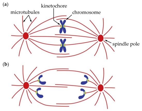 Anaphase A: Disassembling Microtubules Move ... Biology Diagrams