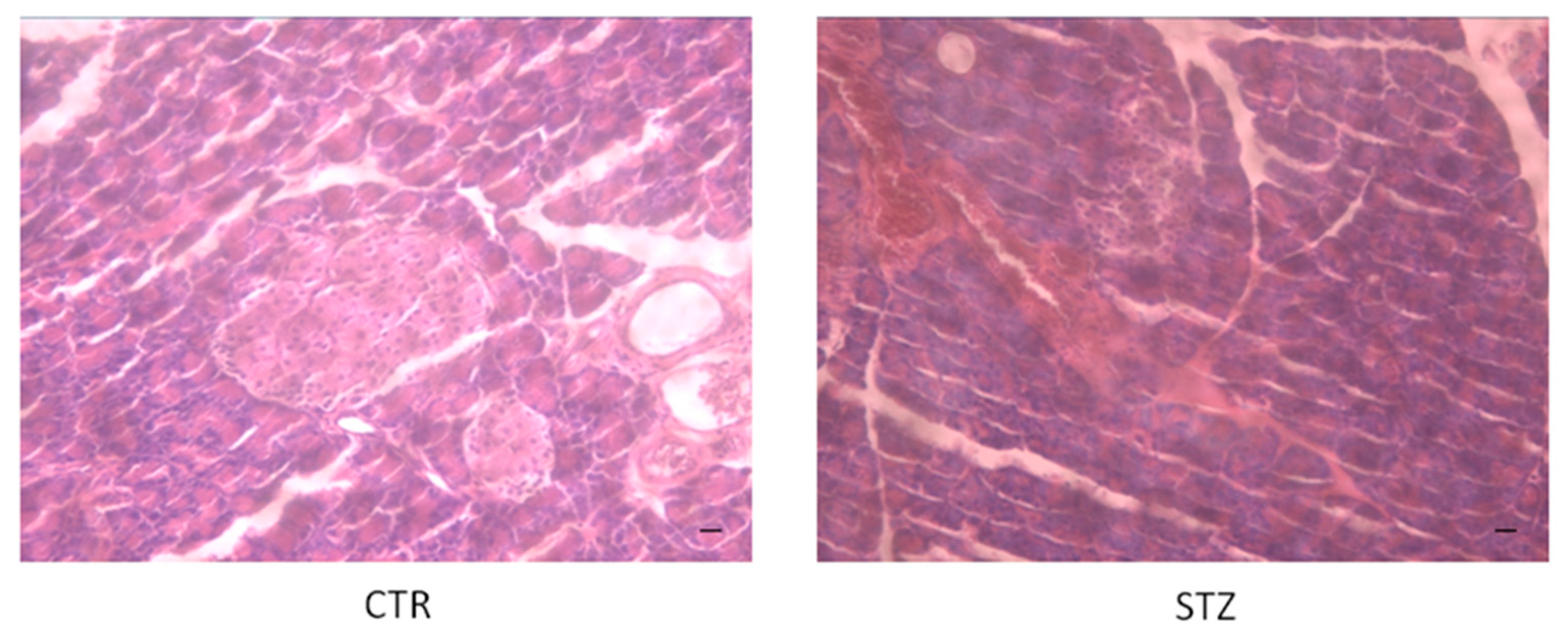Ozone therapy research papers