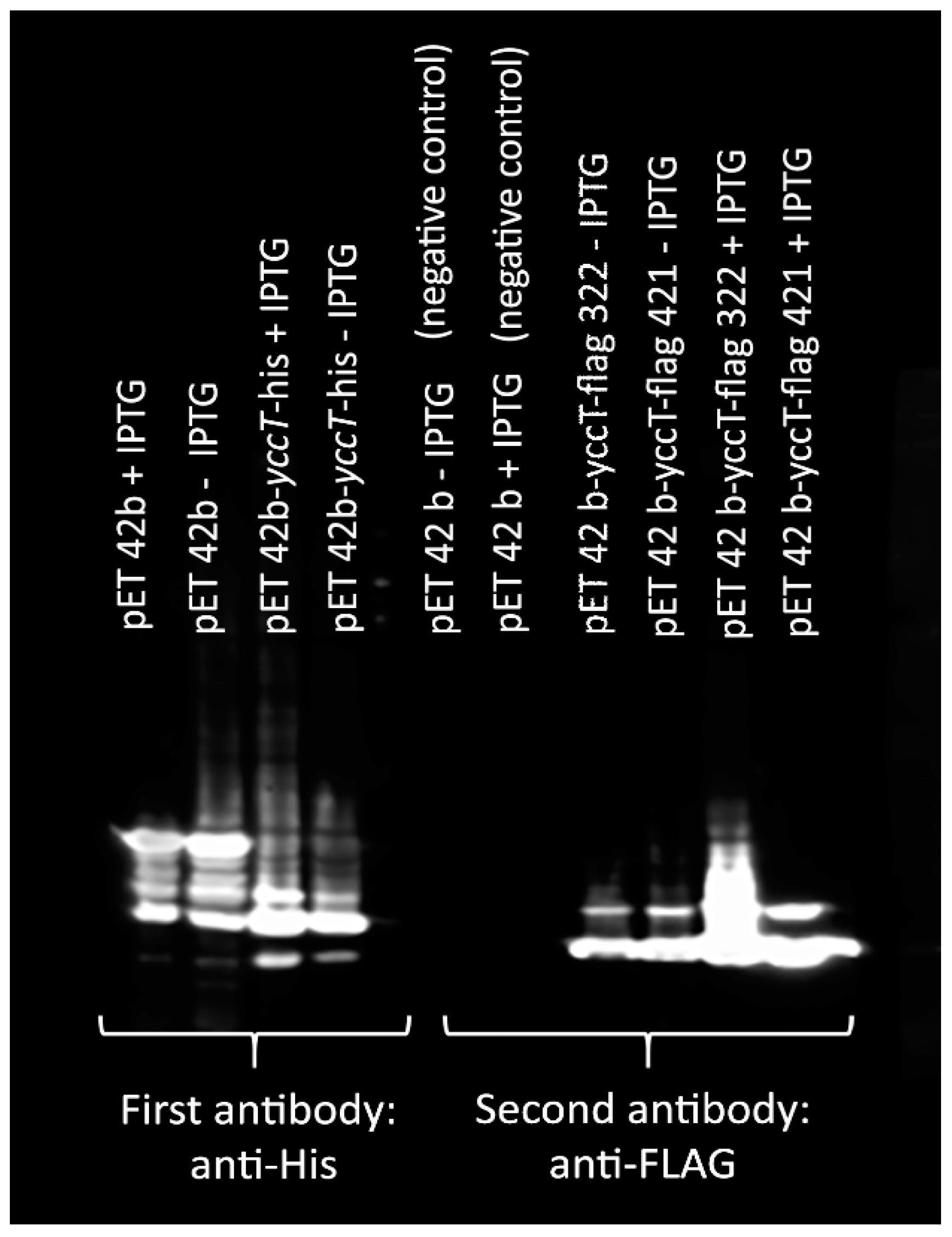Biology 08 00086 g008