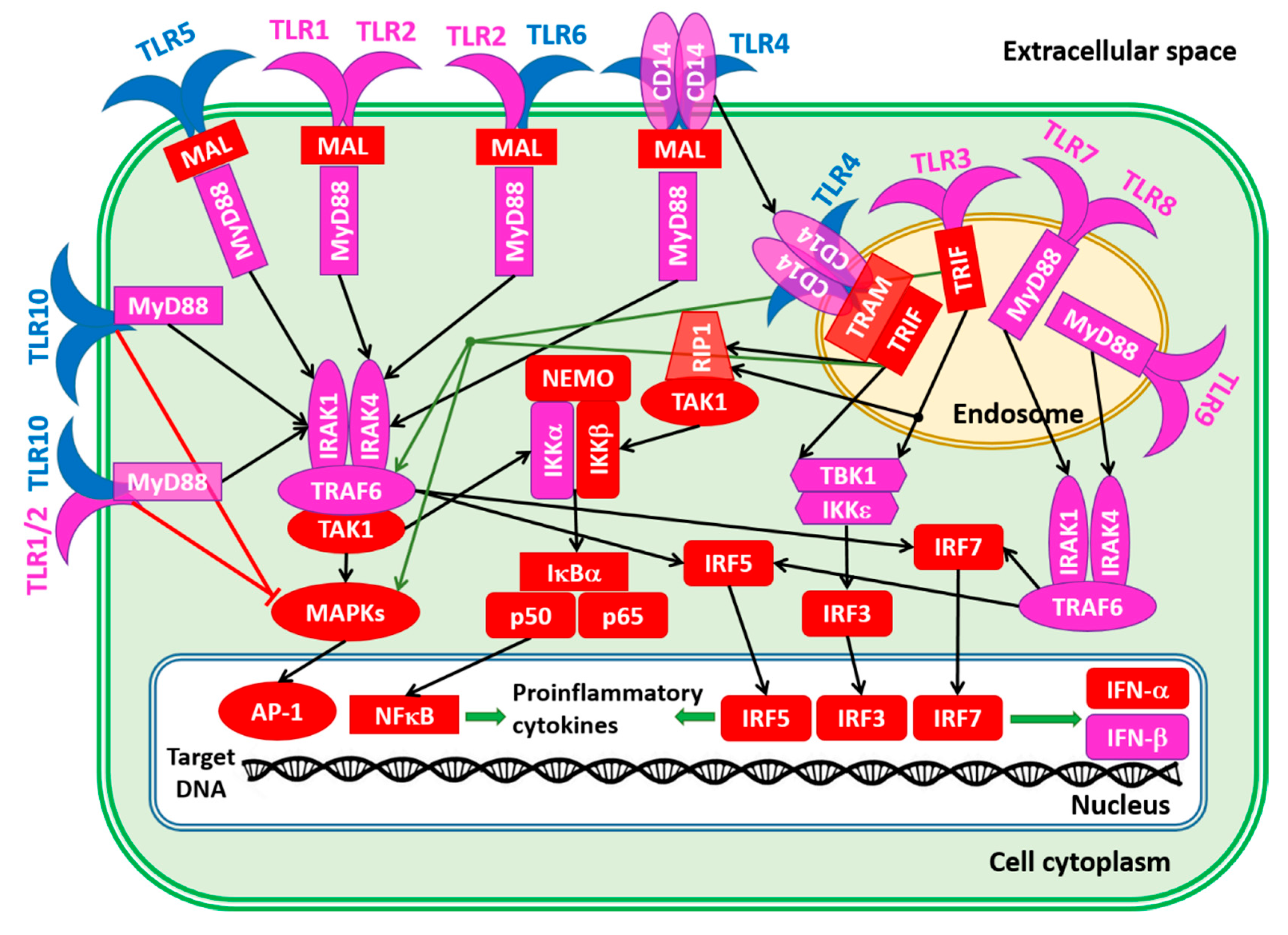 Biology 11 01091 g008
