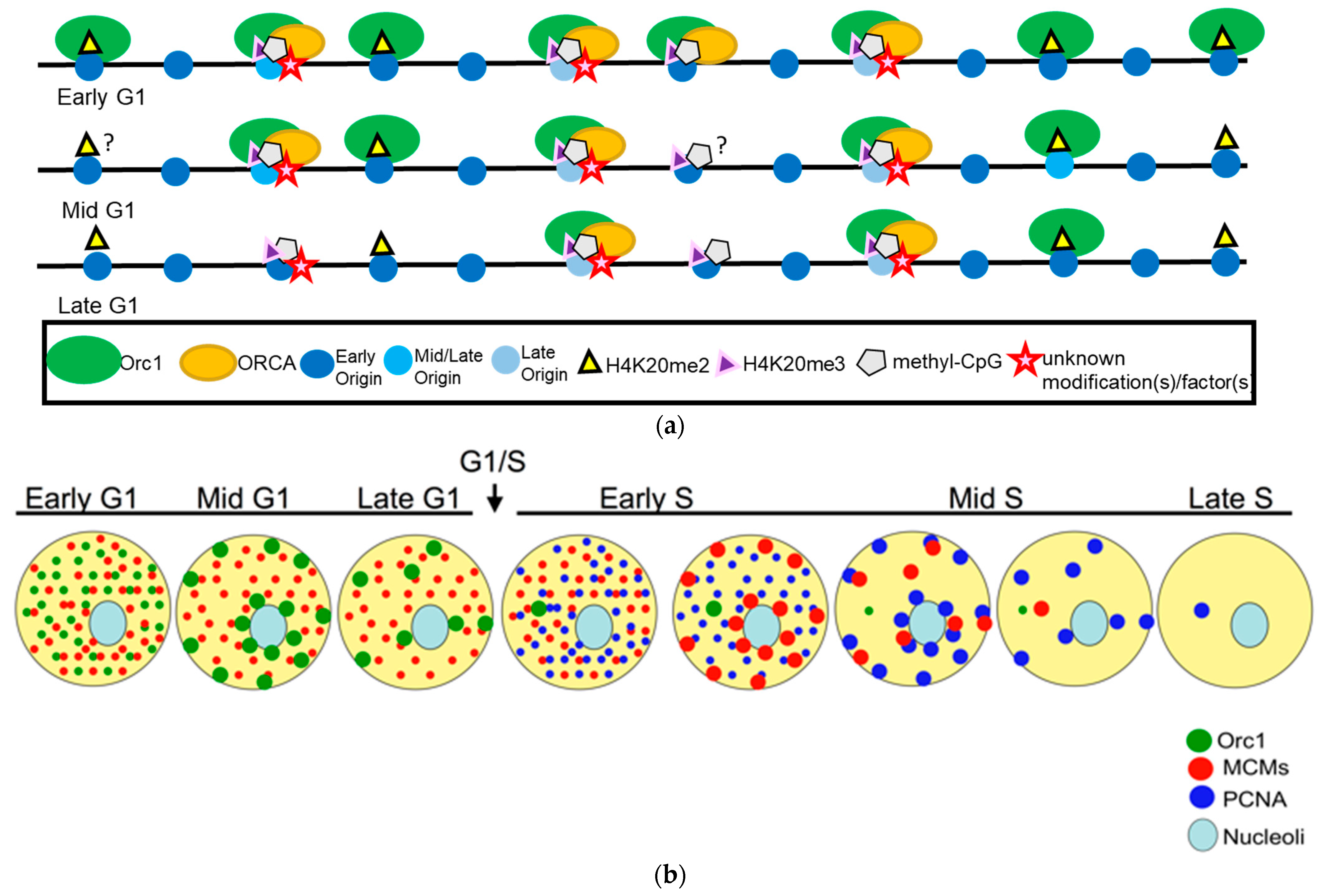 Biology 13 00152 g001