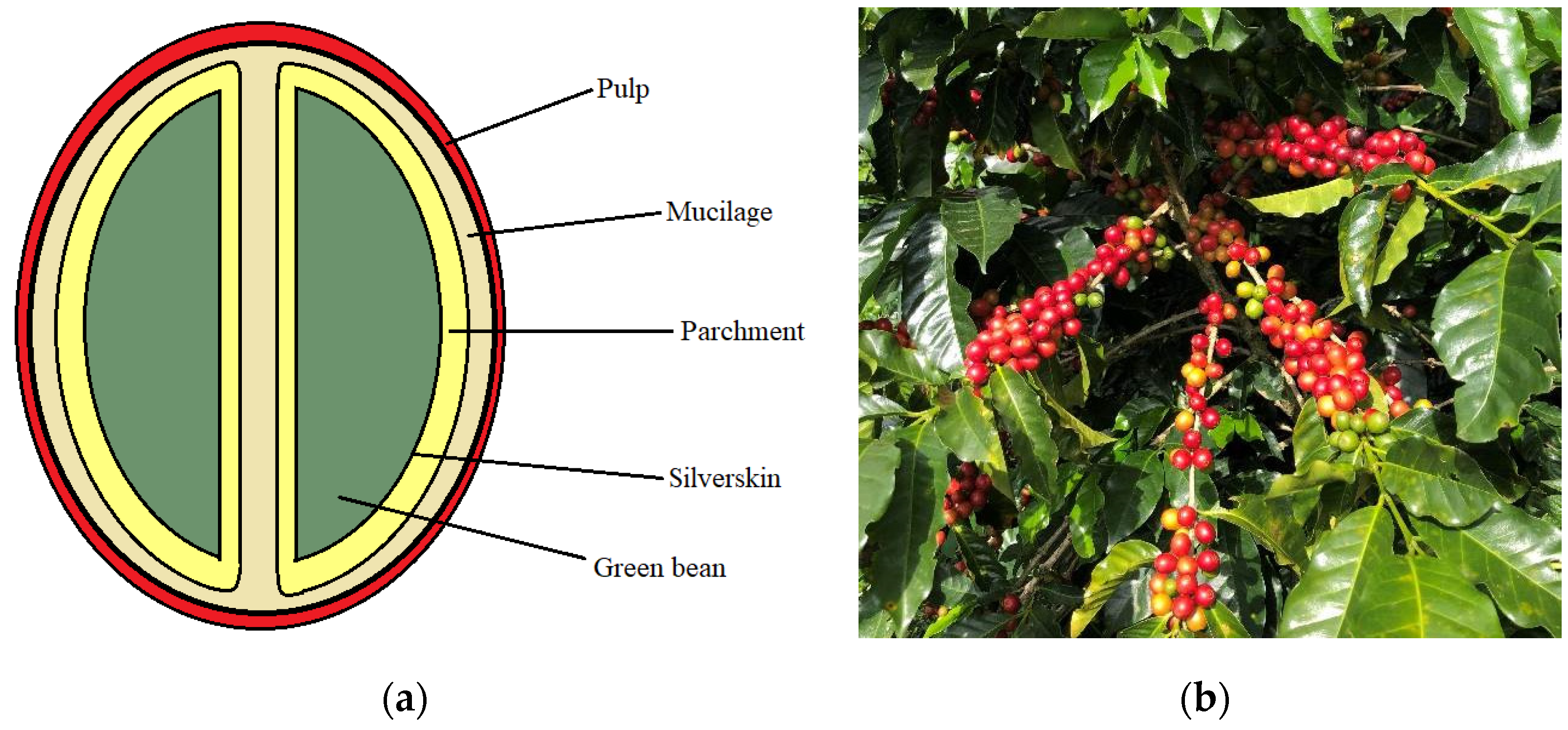 Biomass 02 00005 g001