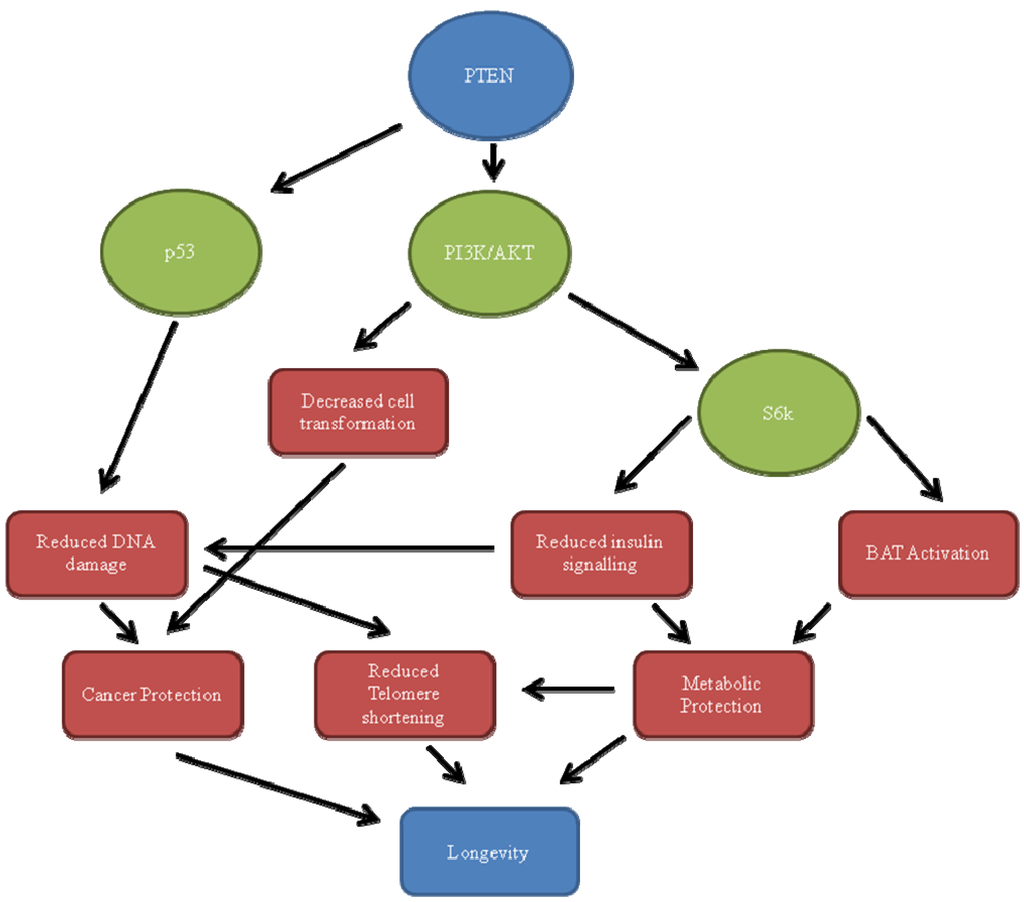 Biomedicines 01 00017 g001 1024
