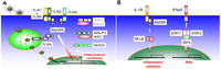 Biomedicines 02 00110 g003 200