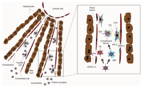 Biomedicines 02 00132 g001 200