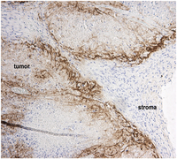 Biomedicines 02 00163 g001 200