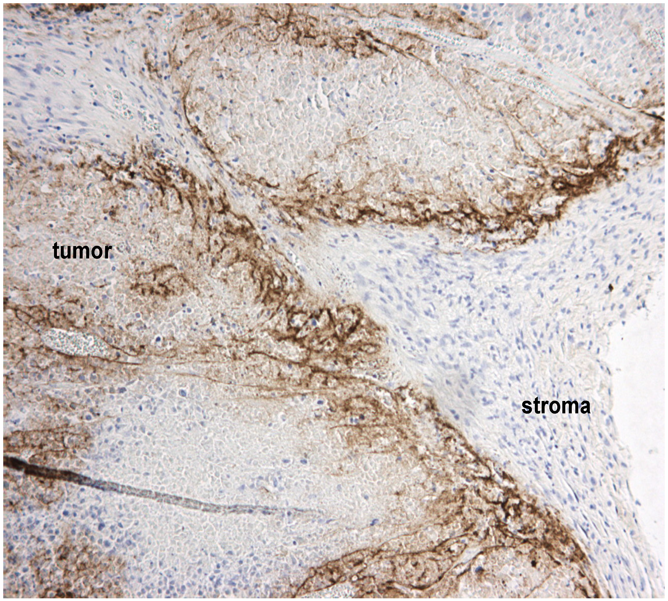 Biomedicines 02 00163 g001