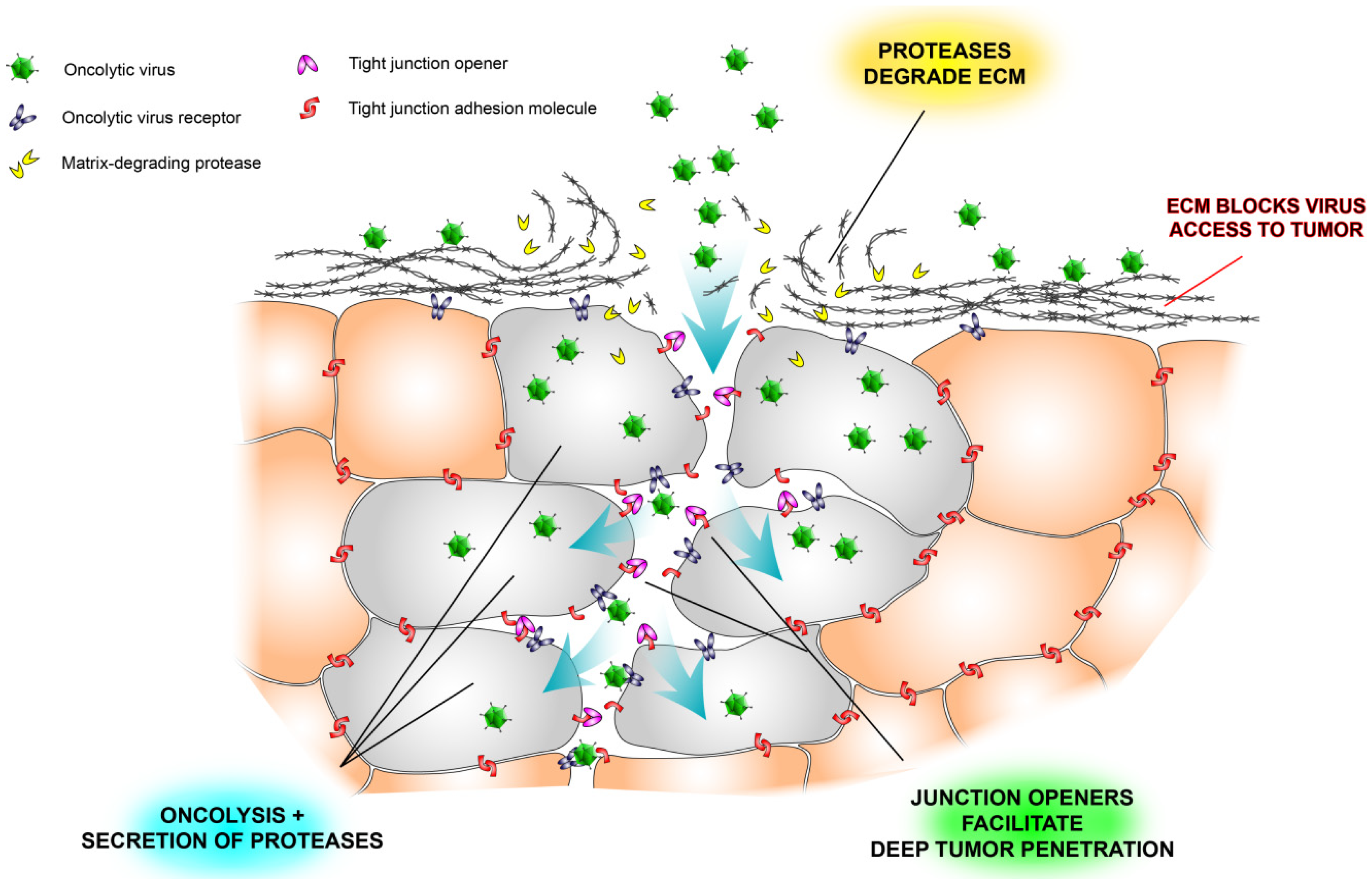 Biomedicines 02 00163 g002