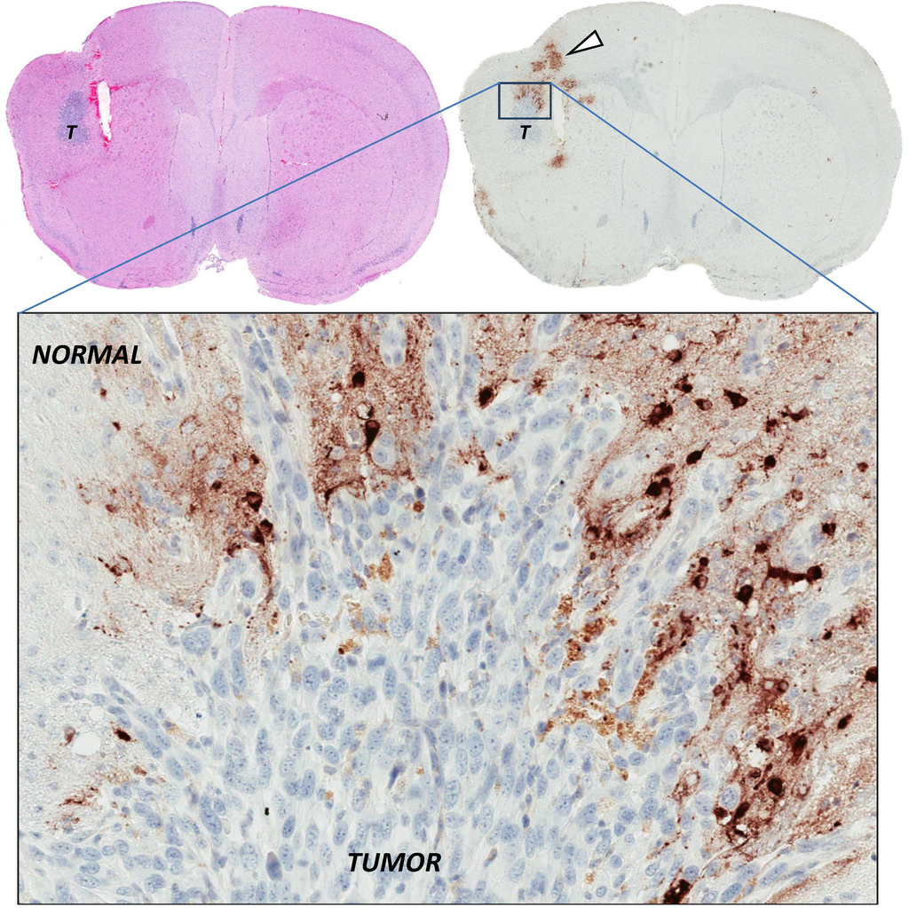 Biomedicines 02 00163 g003 1024