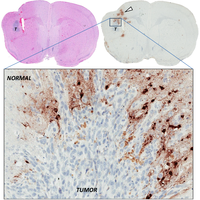 Biomedicines 02 00163 g003 200