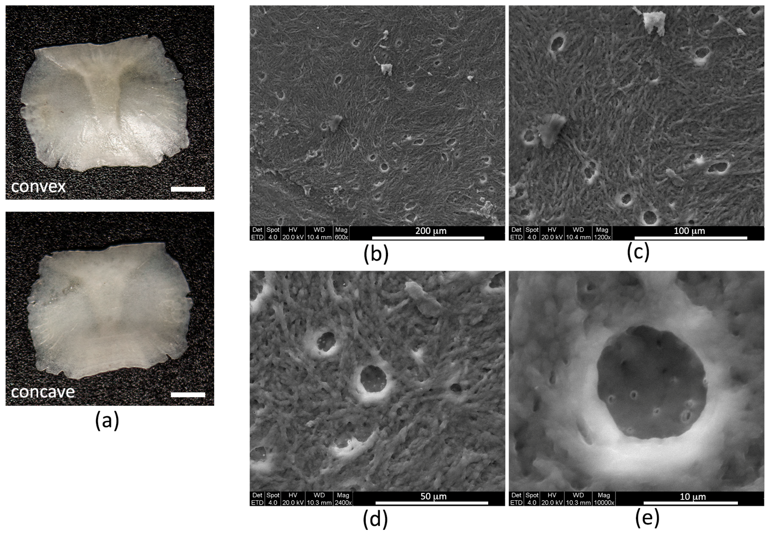 Biomedicines 06 00003 g001