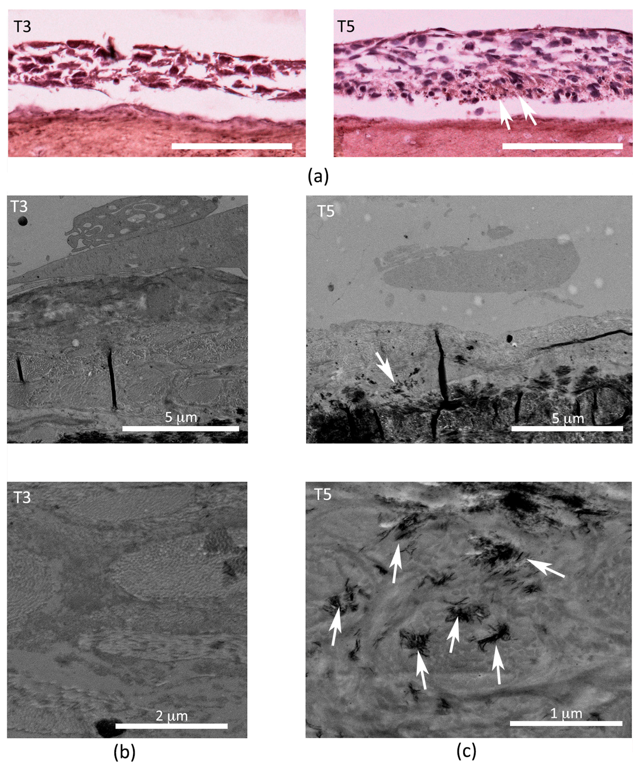 Biomedicines 06 00003 g006