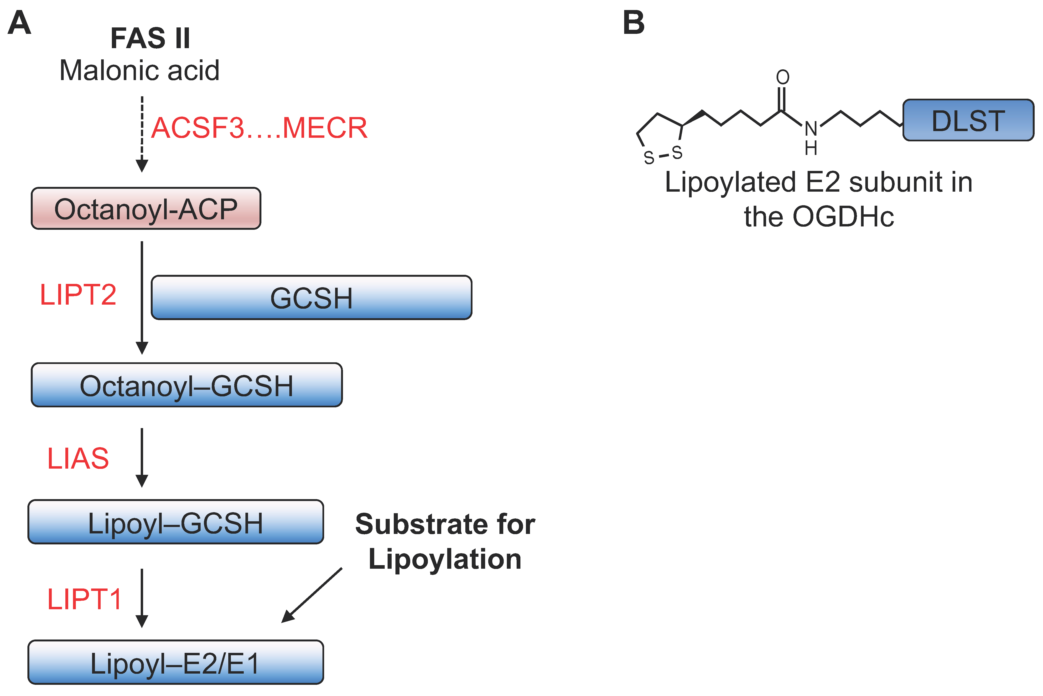 Biomedicines 06 00060 g002