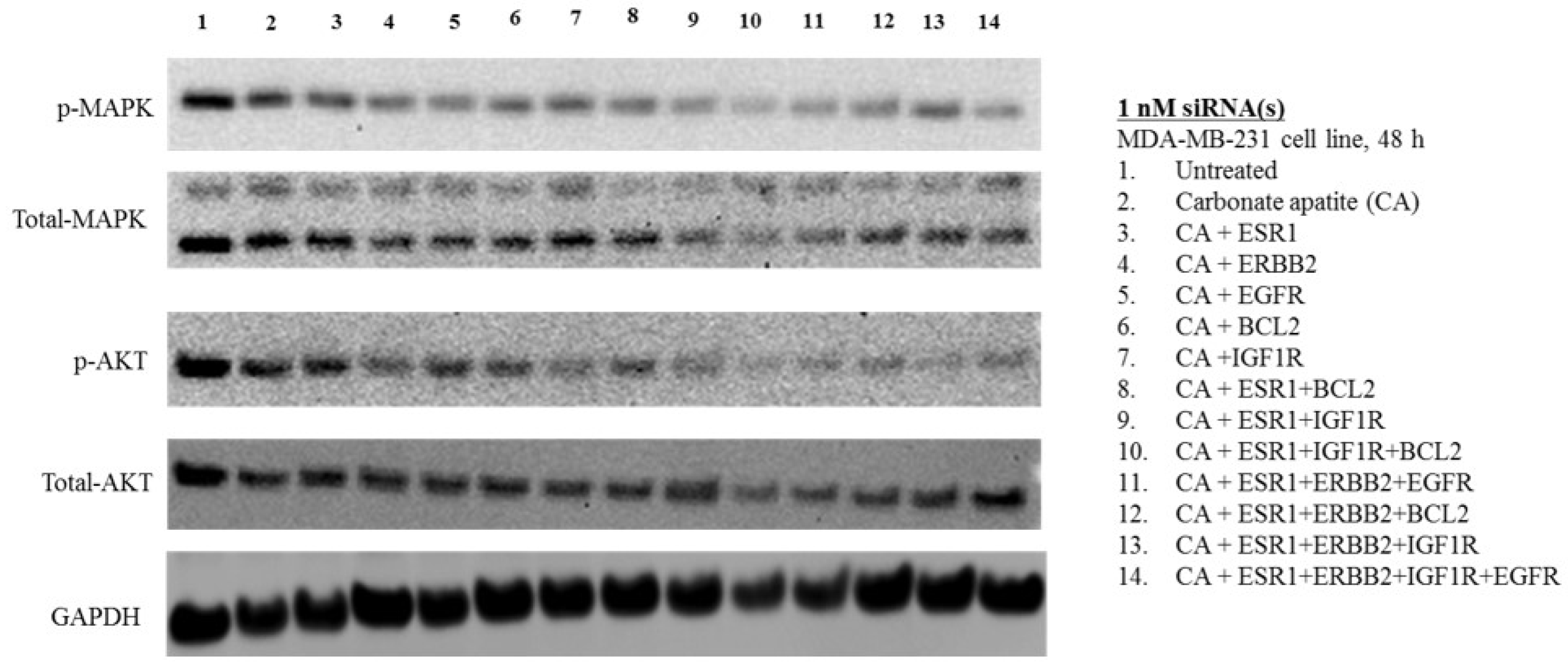 Biomedicines 06 00073 g008