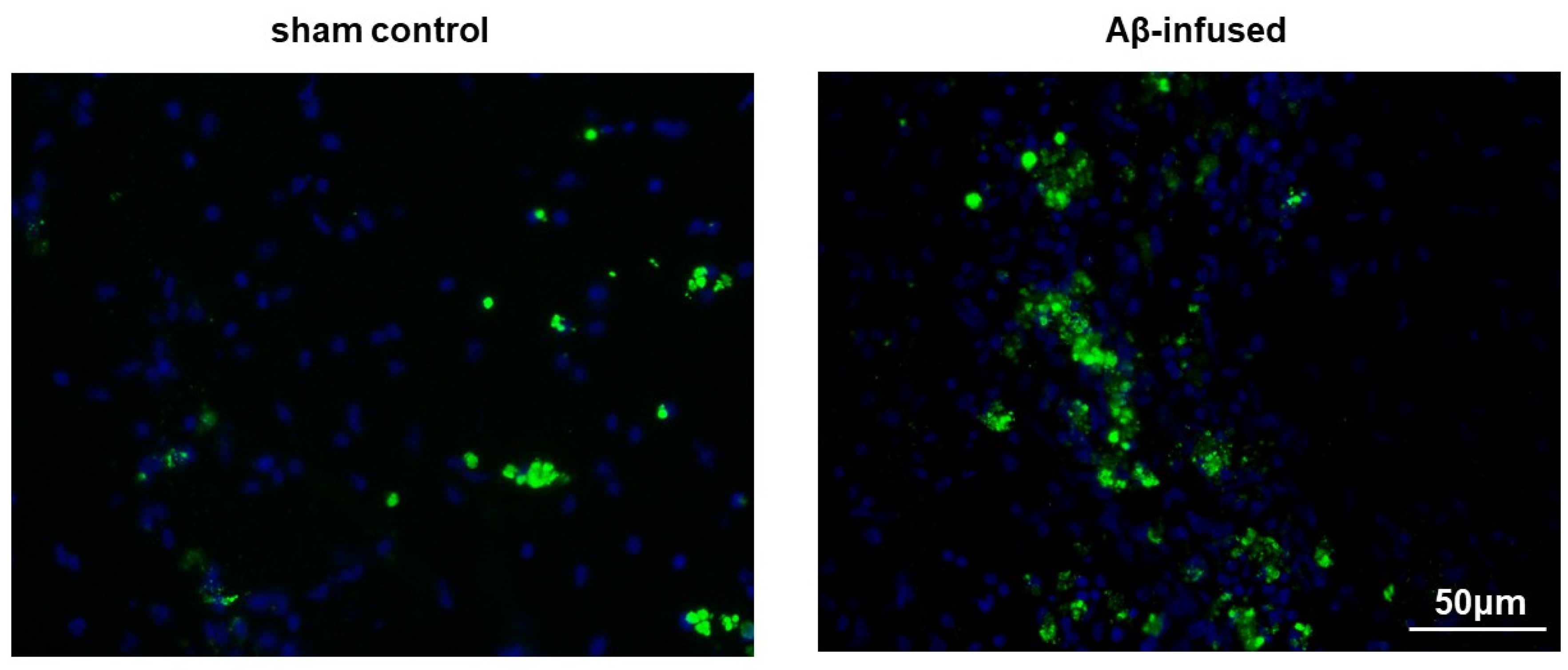 Biomedicines 08 00058 g002
