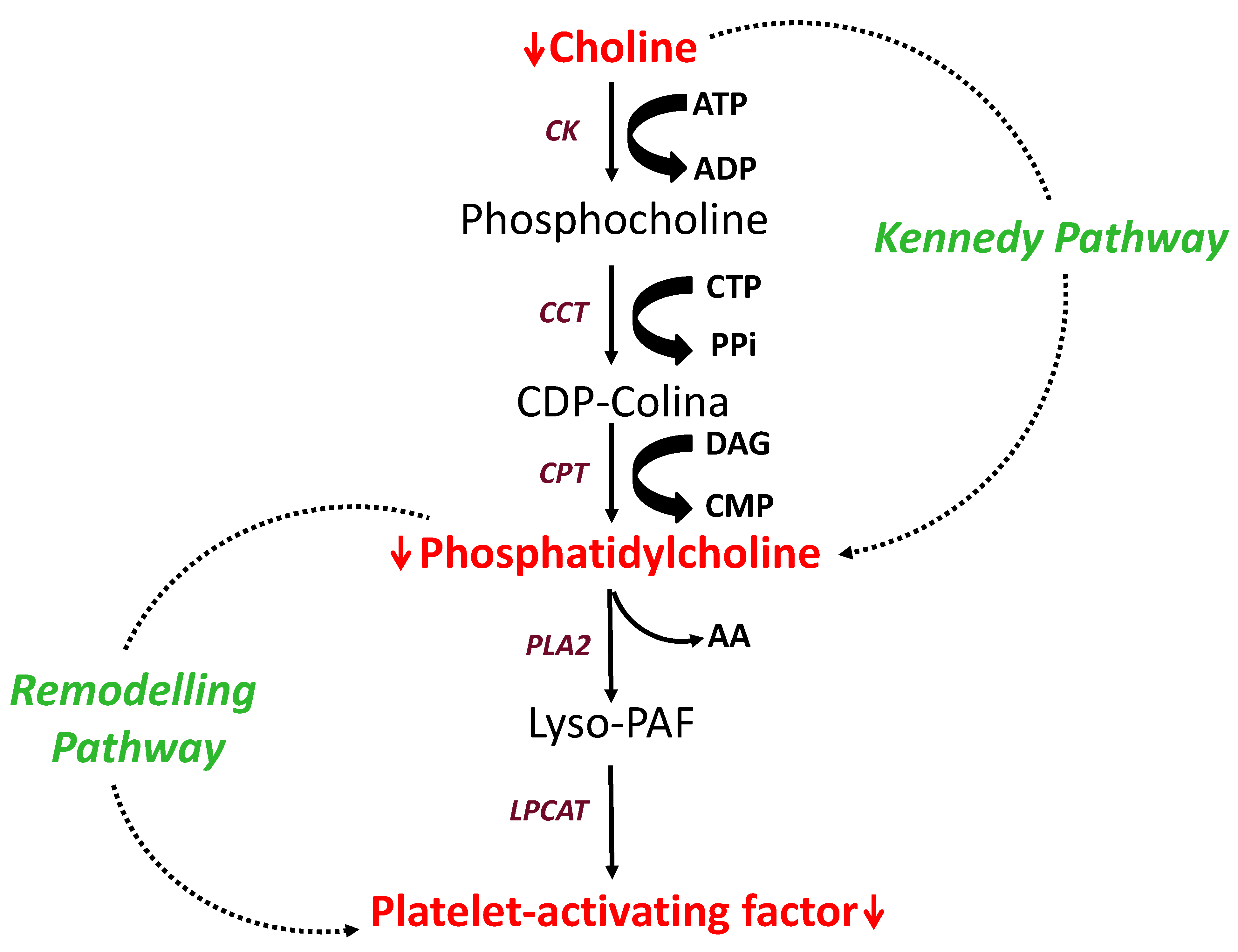 Biomedicines 09 01073 g003