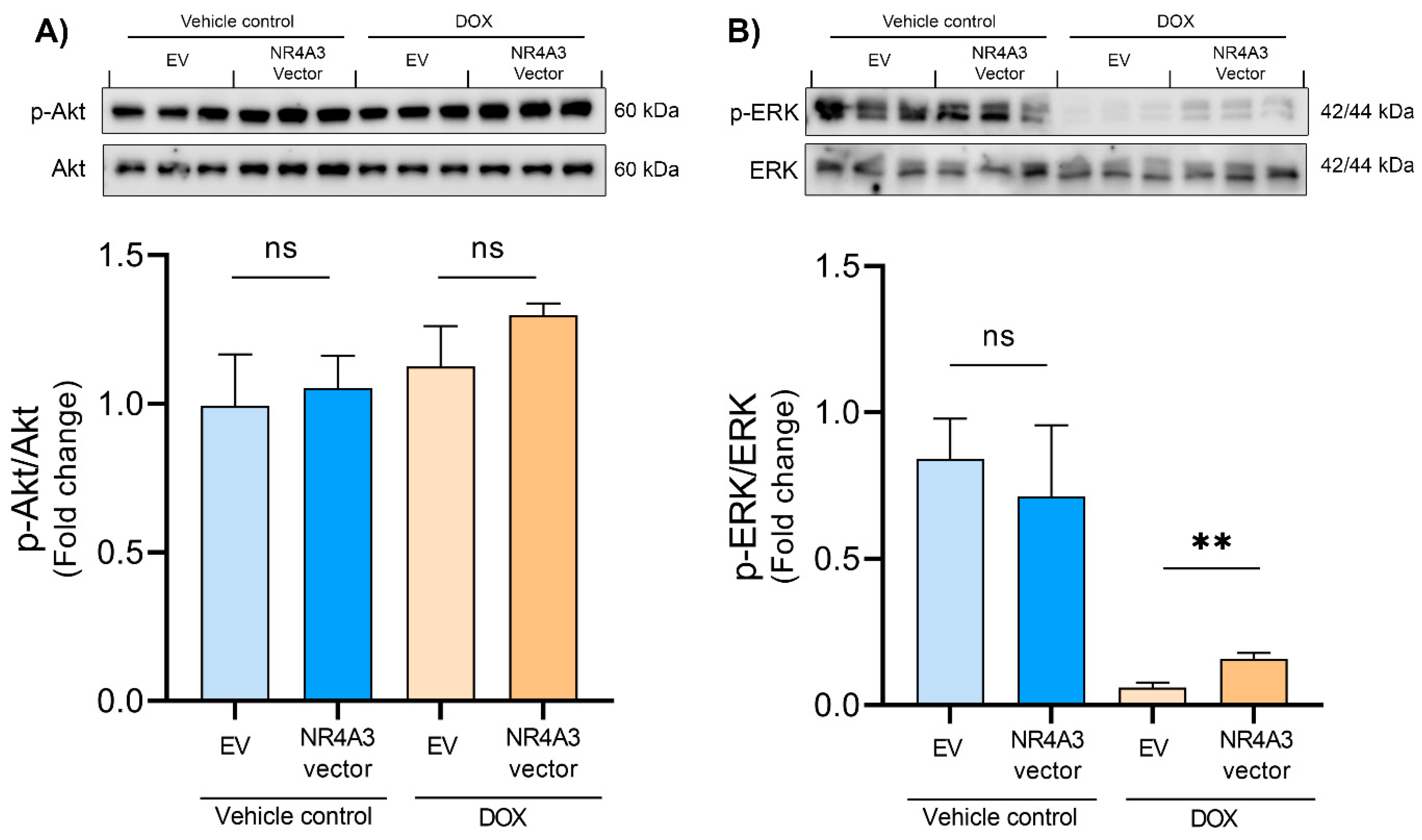 Biomedicines 09 01233 g004