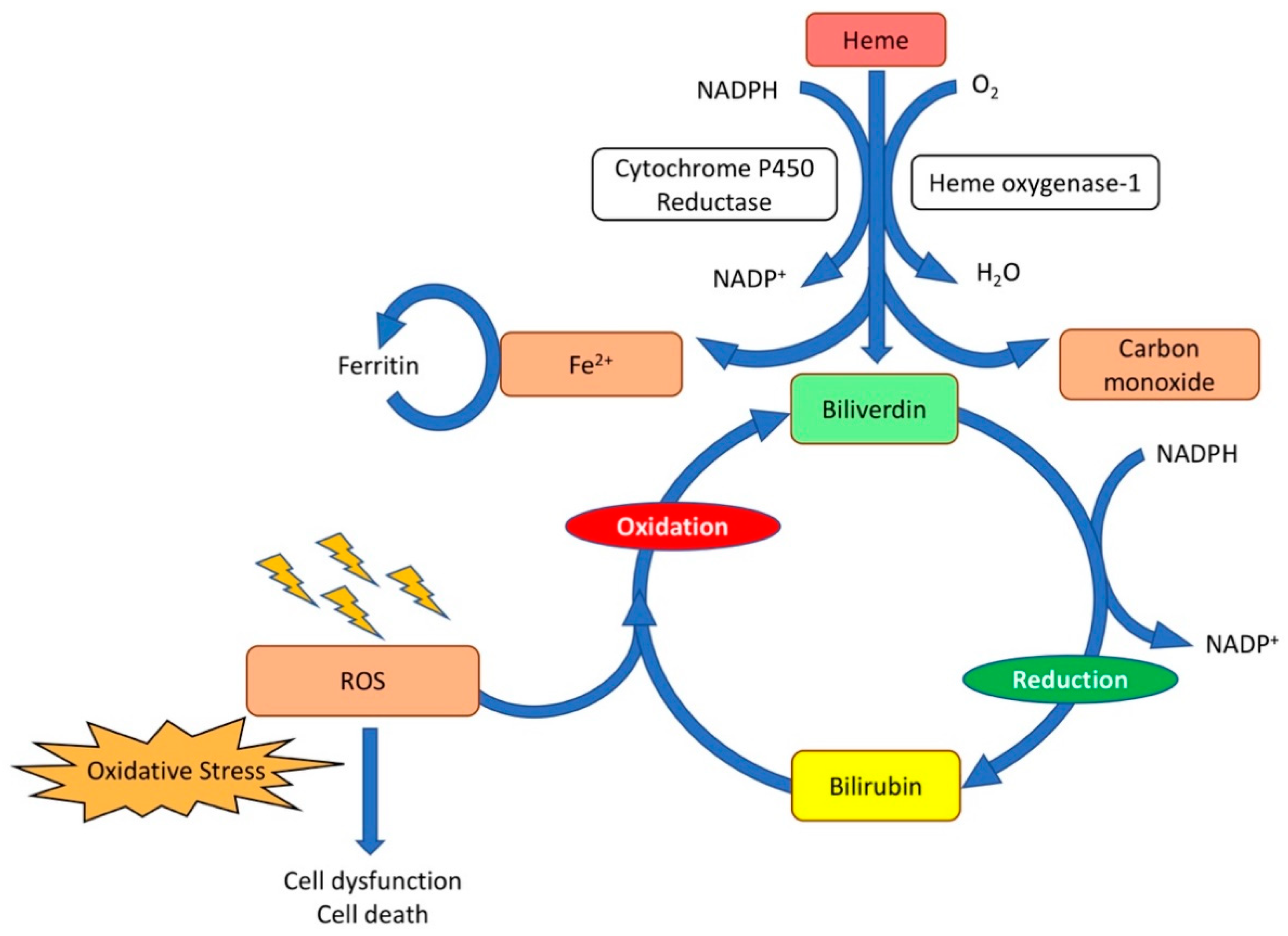 Biomedicines 09 01645 g002