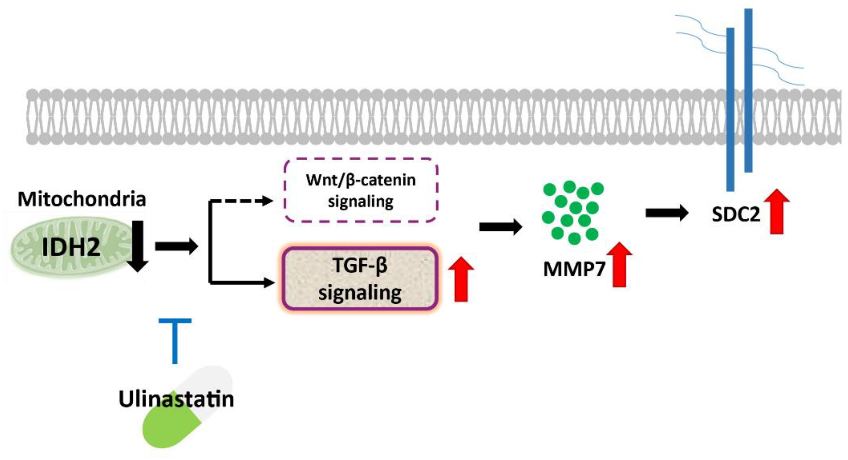 Biomedicines 10 00187 g005 Biomedicines 10 00187 g005