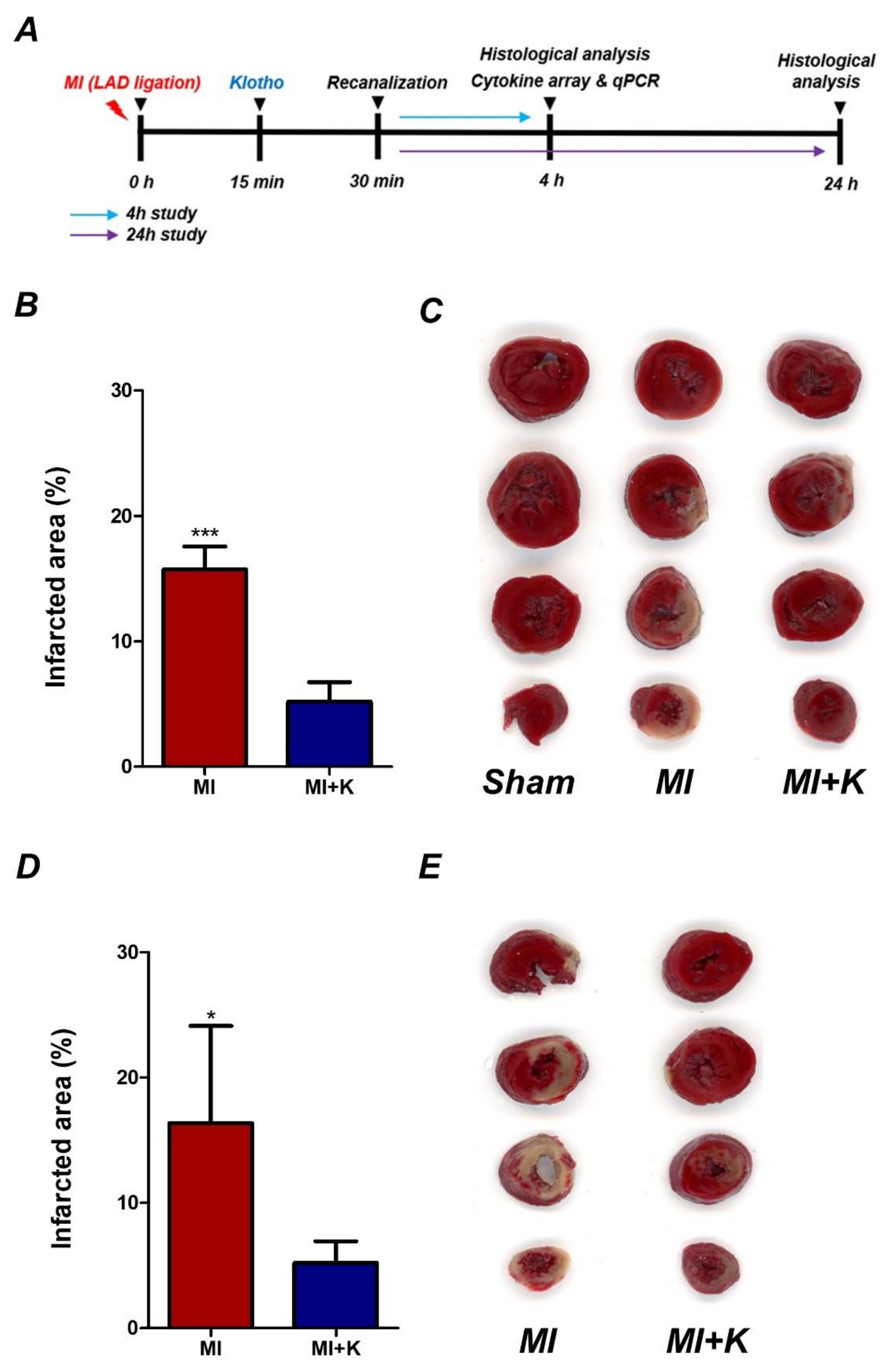 Biomedicines 10 00894 g001