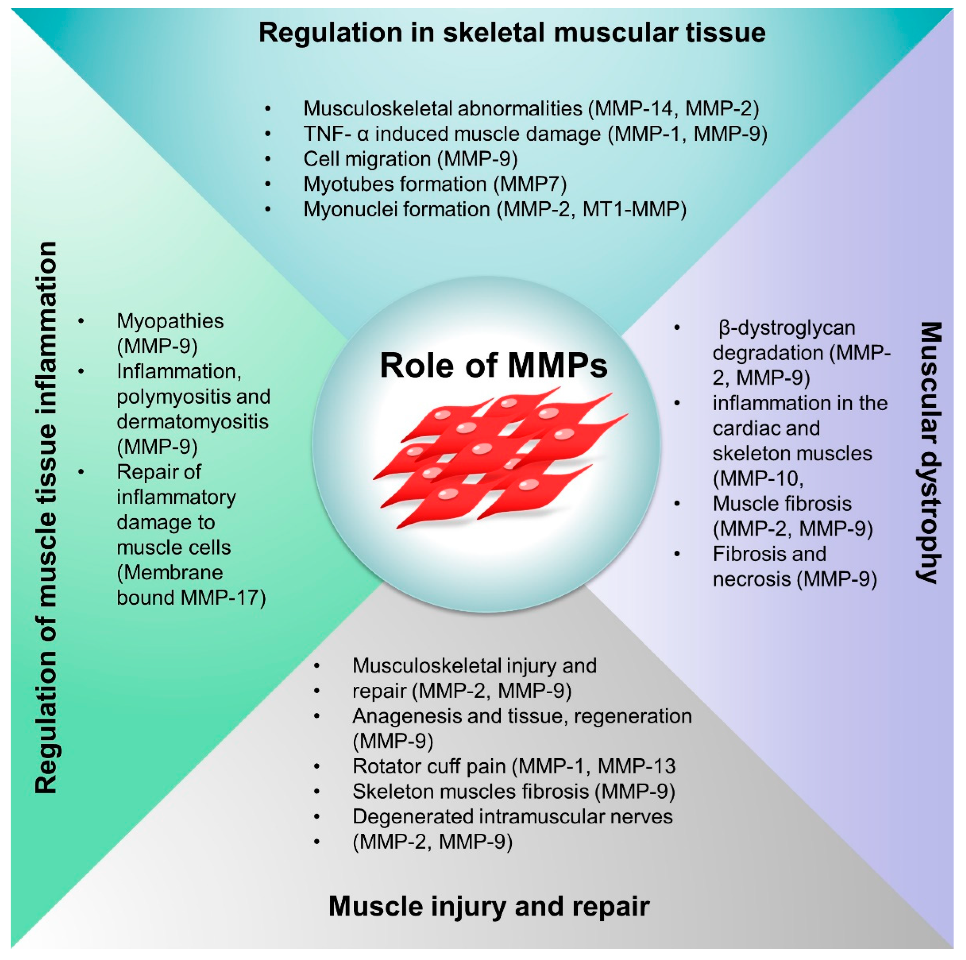 Biomedicines 10 02477 g004
