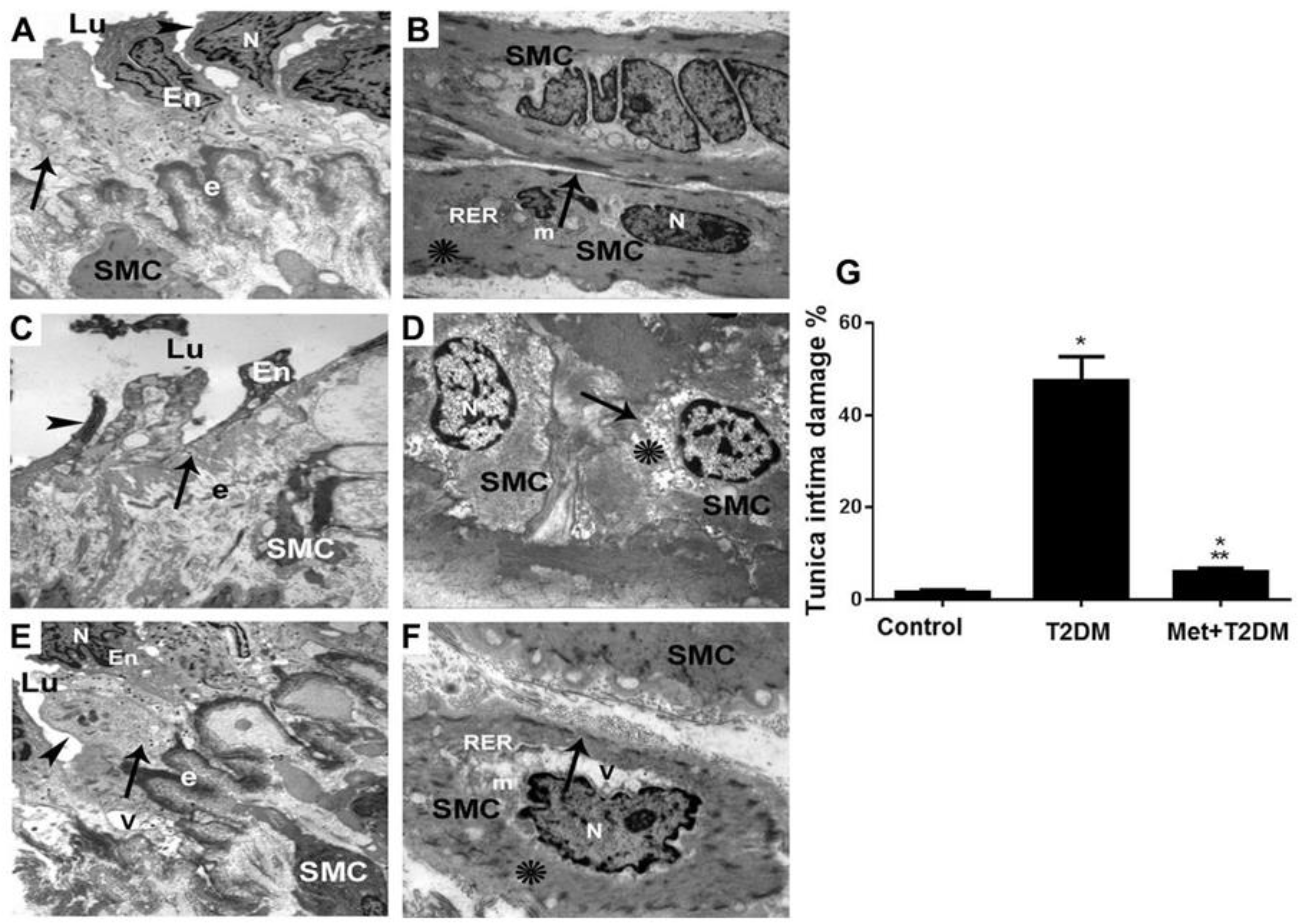 Biomedicines 11 00361 g003 Biomedicines 11 00361 g003