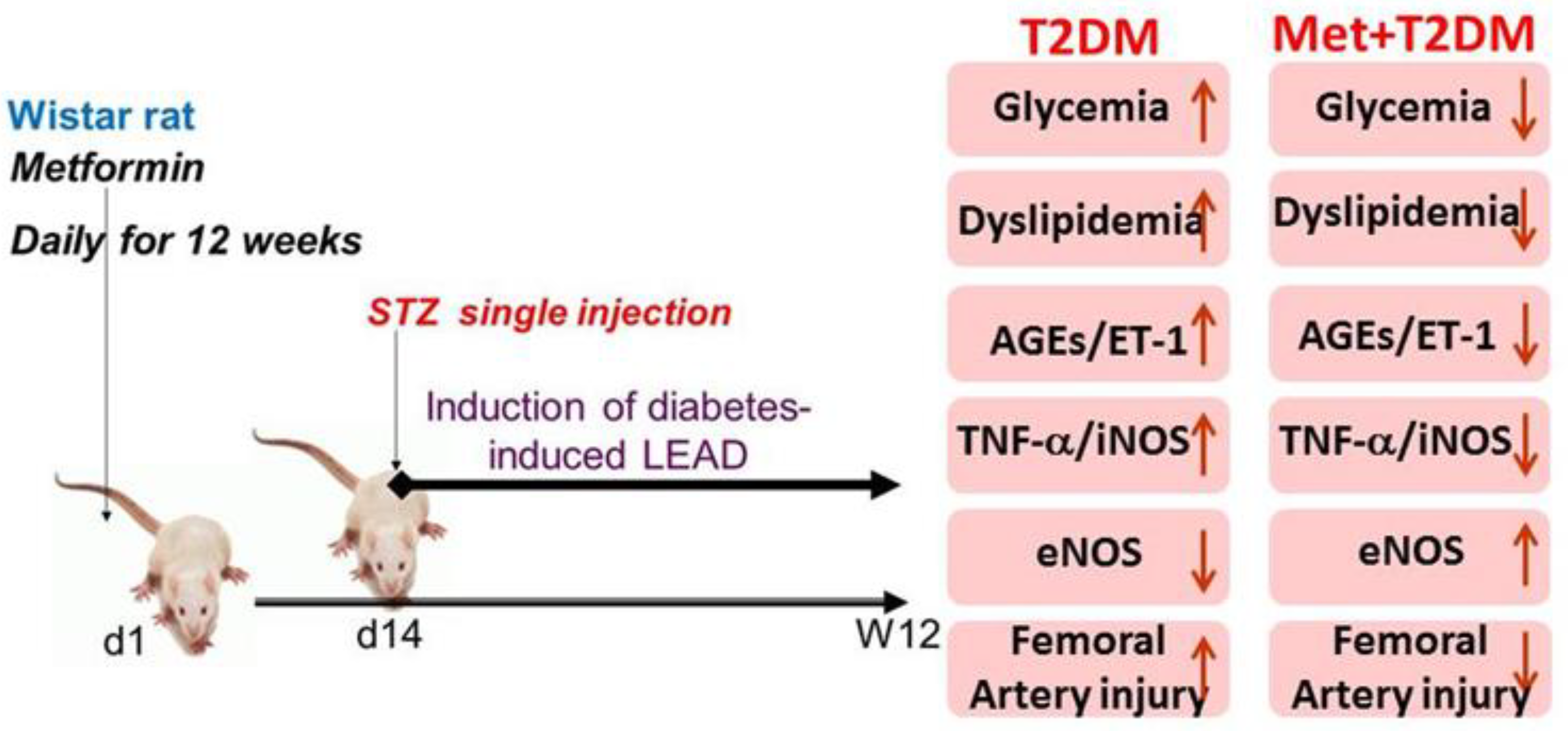 Biomedicines 11 00361 g005 Biomedicines 11 00361 g005