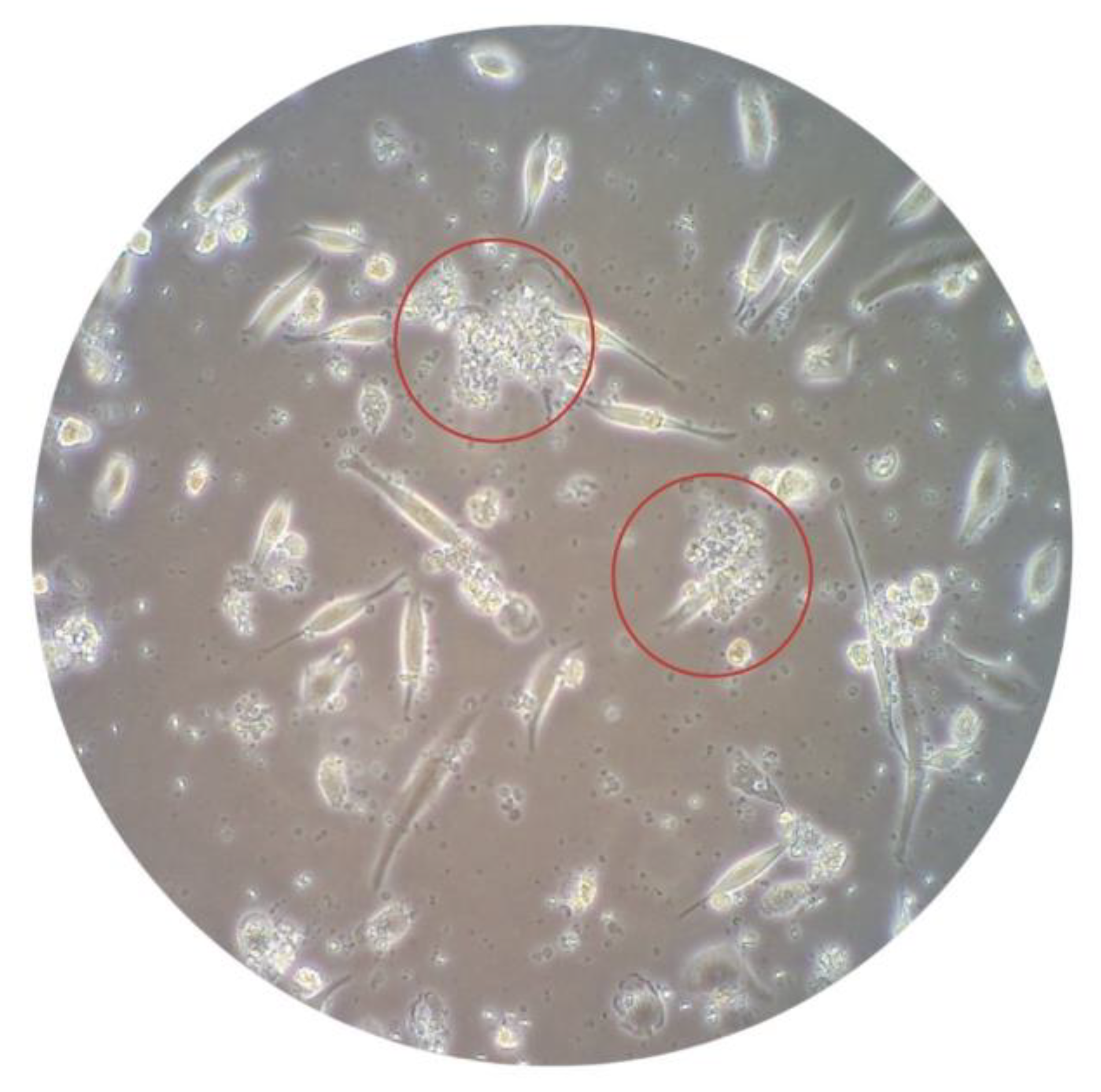 Biomedicines 11 00738 g001