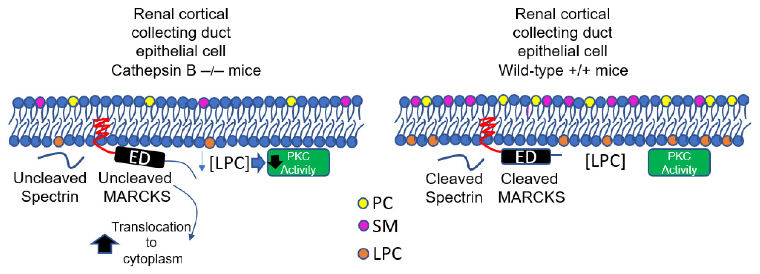 Biomedicines 11 01489 g006