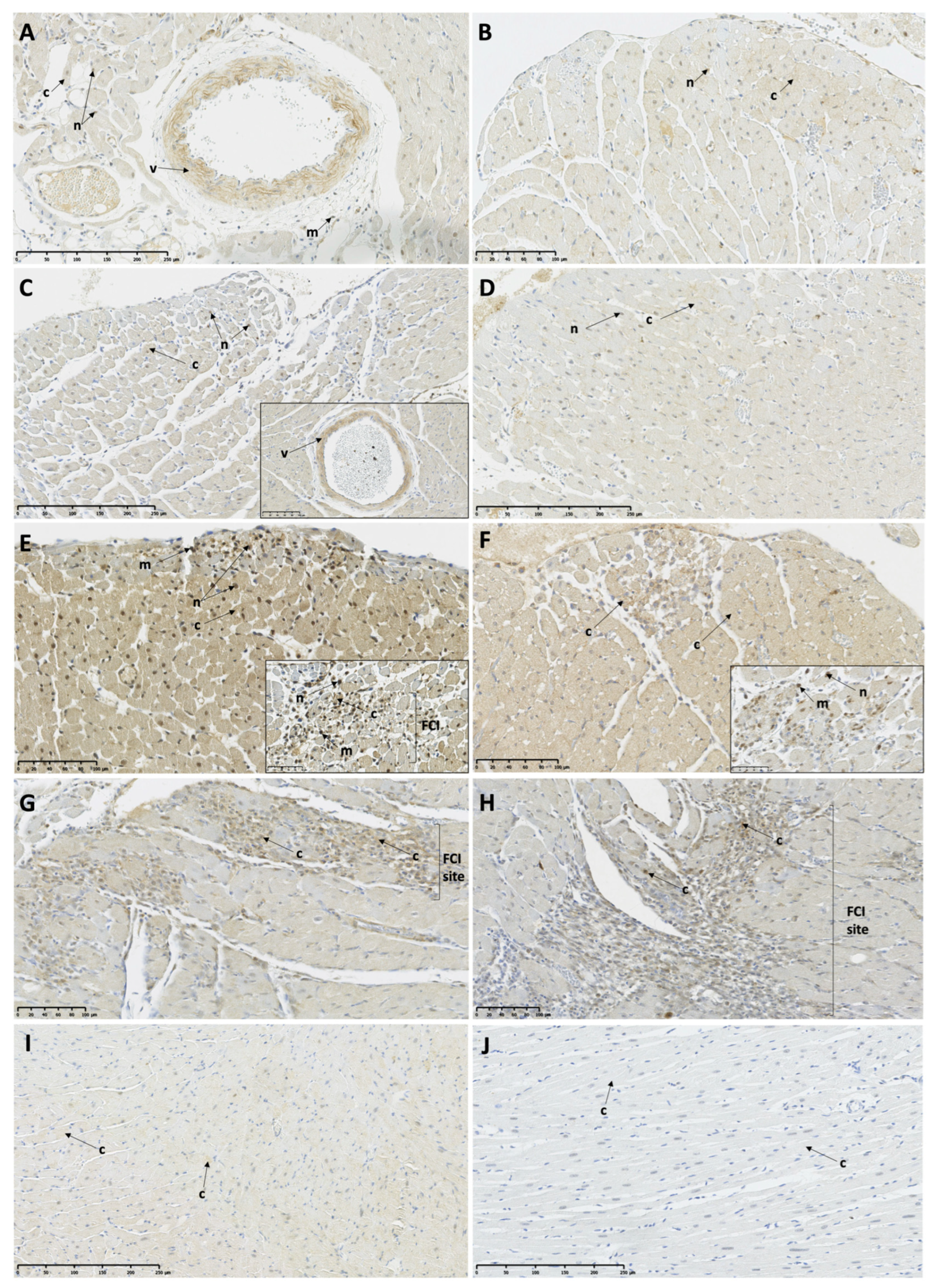 Biomedicines 11 02060 g004