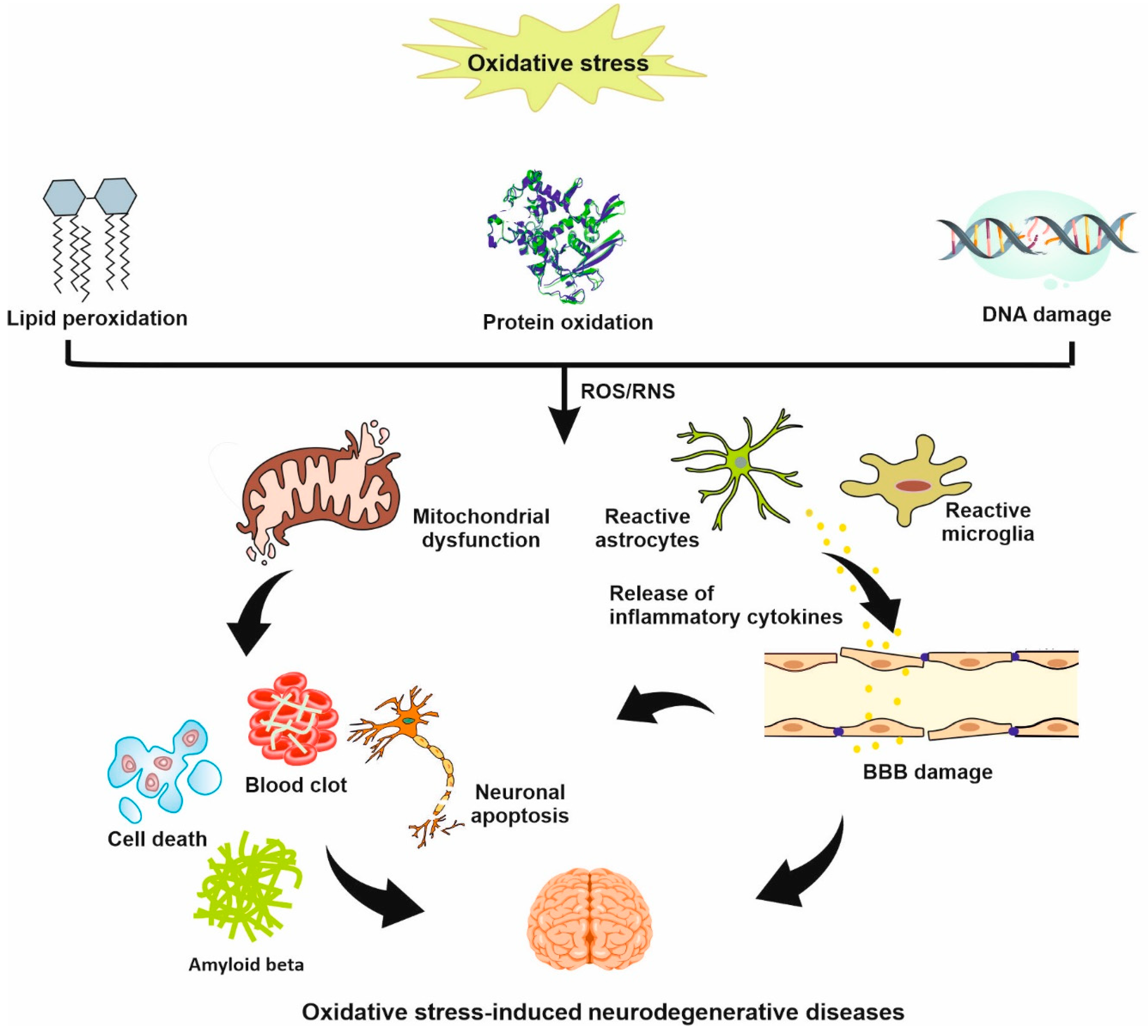 Biomedicines 11 03010 g002
