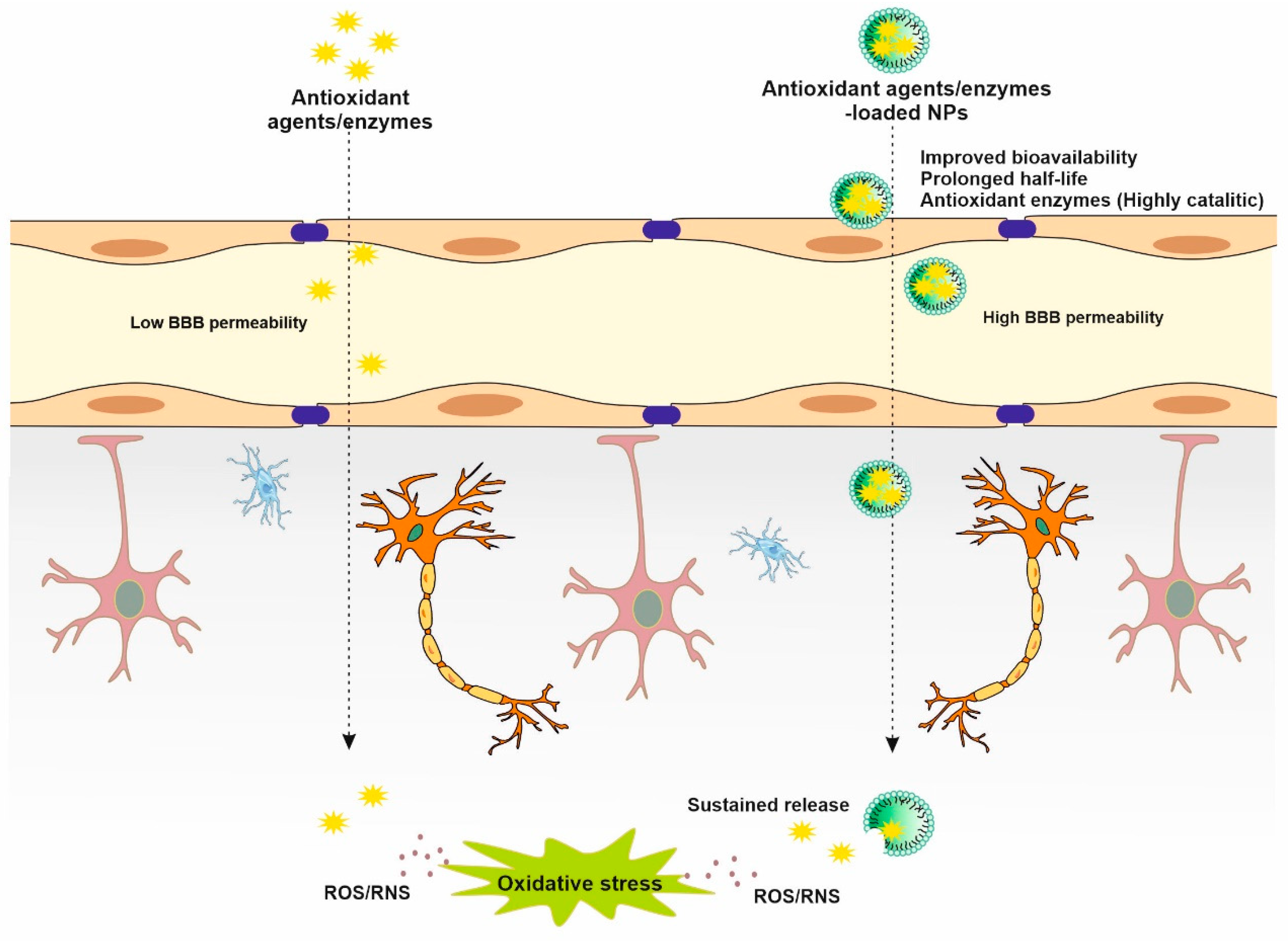 Biomedicines 11 03010 g003