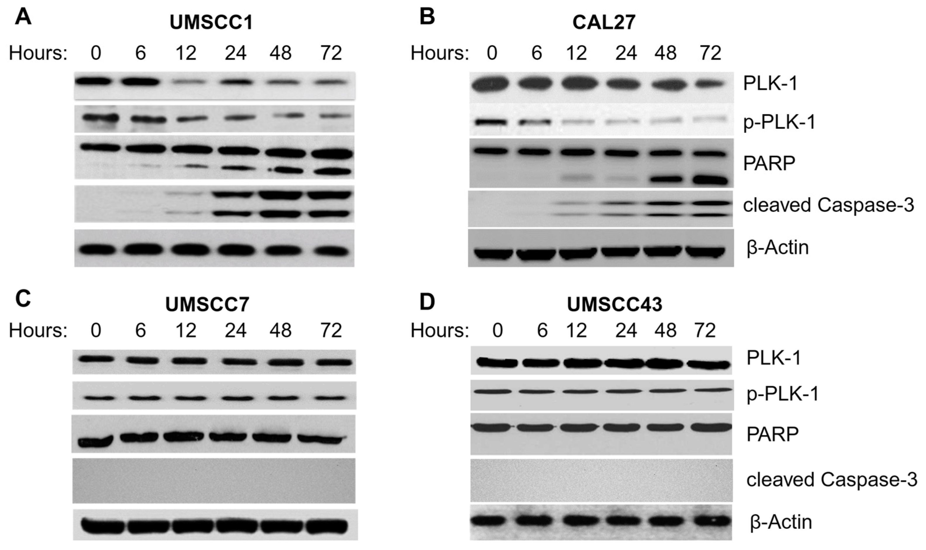 Biomedicines 12 00503 g004