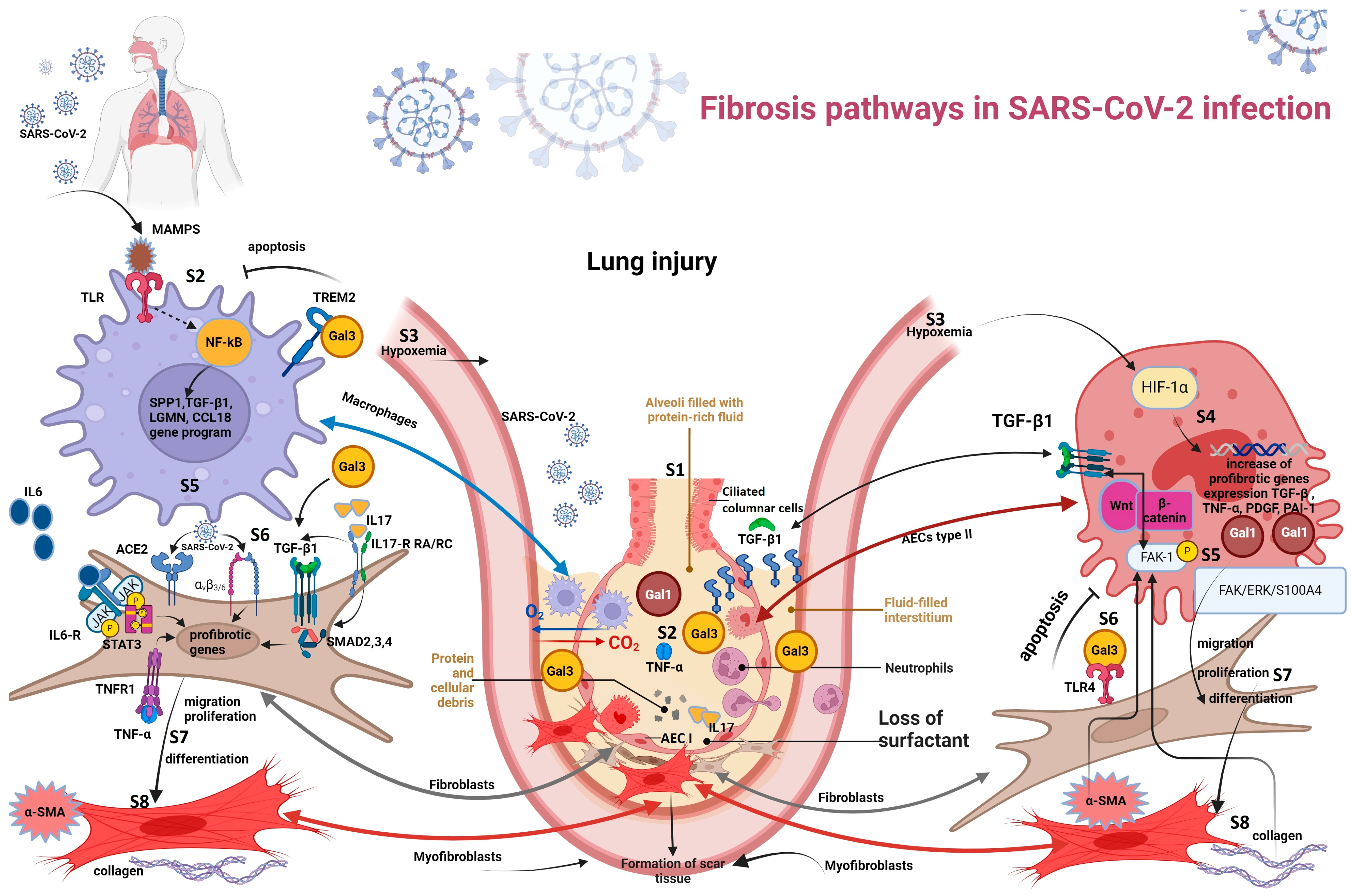 Biomedicines 12 00639 g003