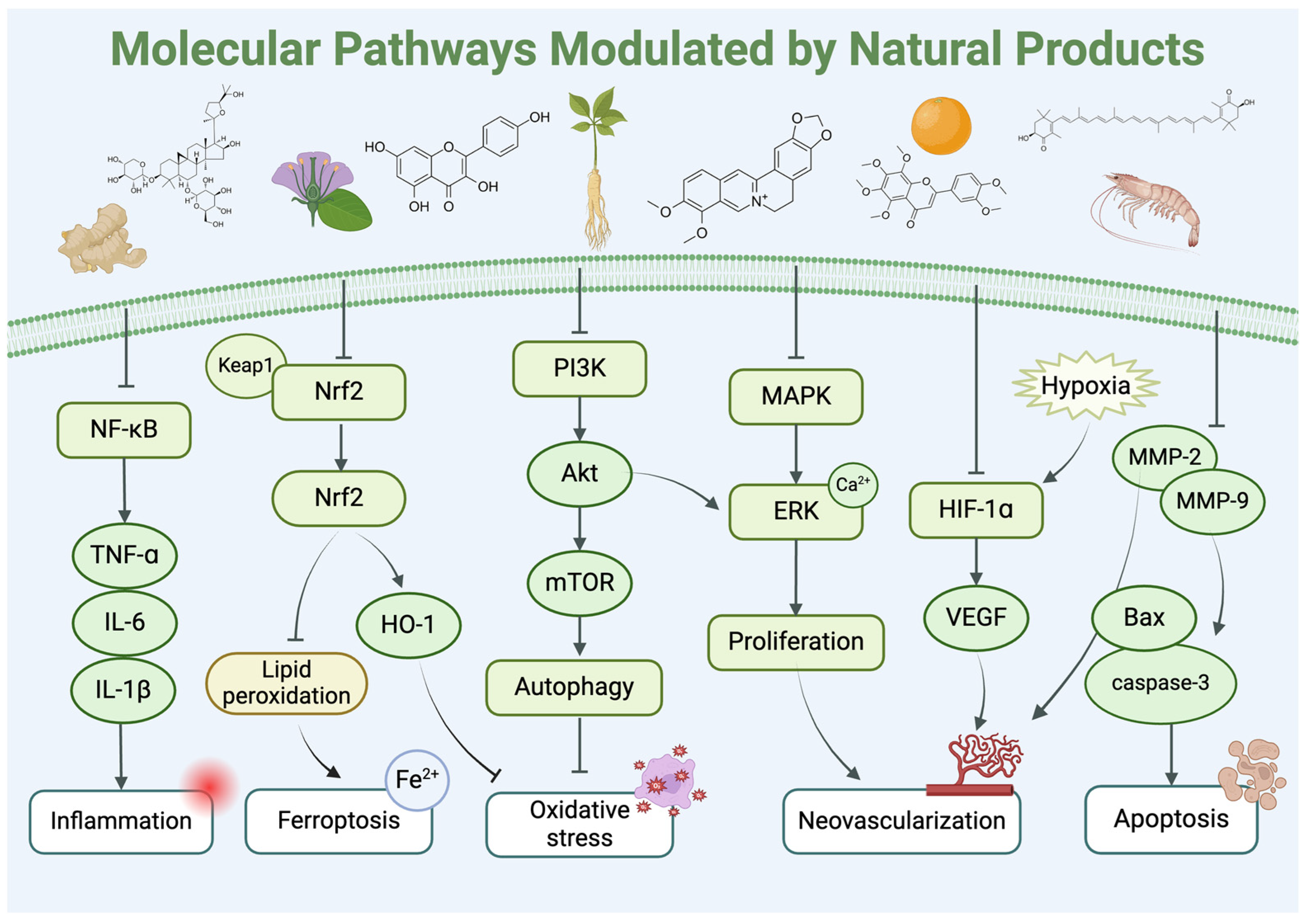 Biomedicines 12 01138 g005