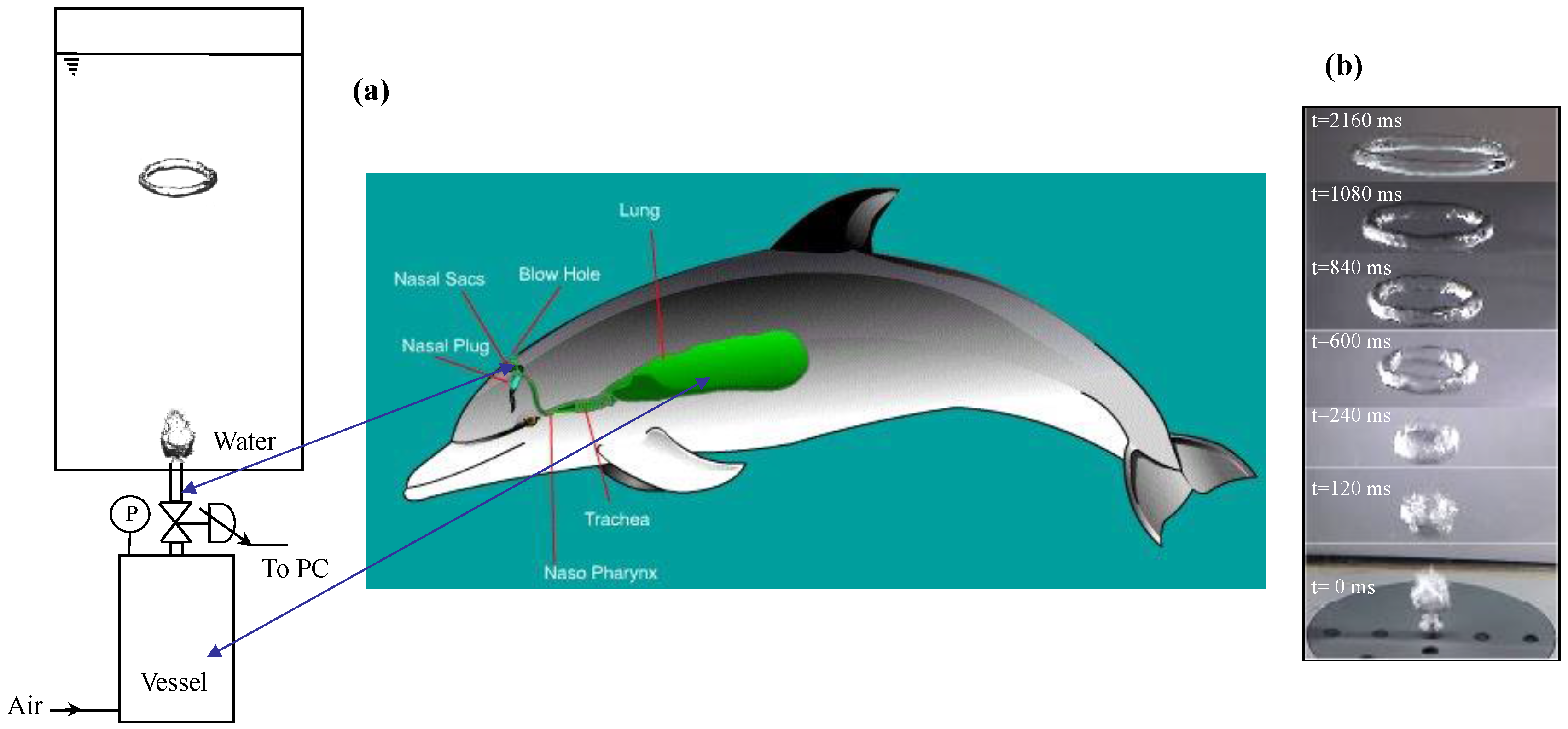 Biomimetics | Free Full-Text | Mimicking Dolphins to Produce Ring