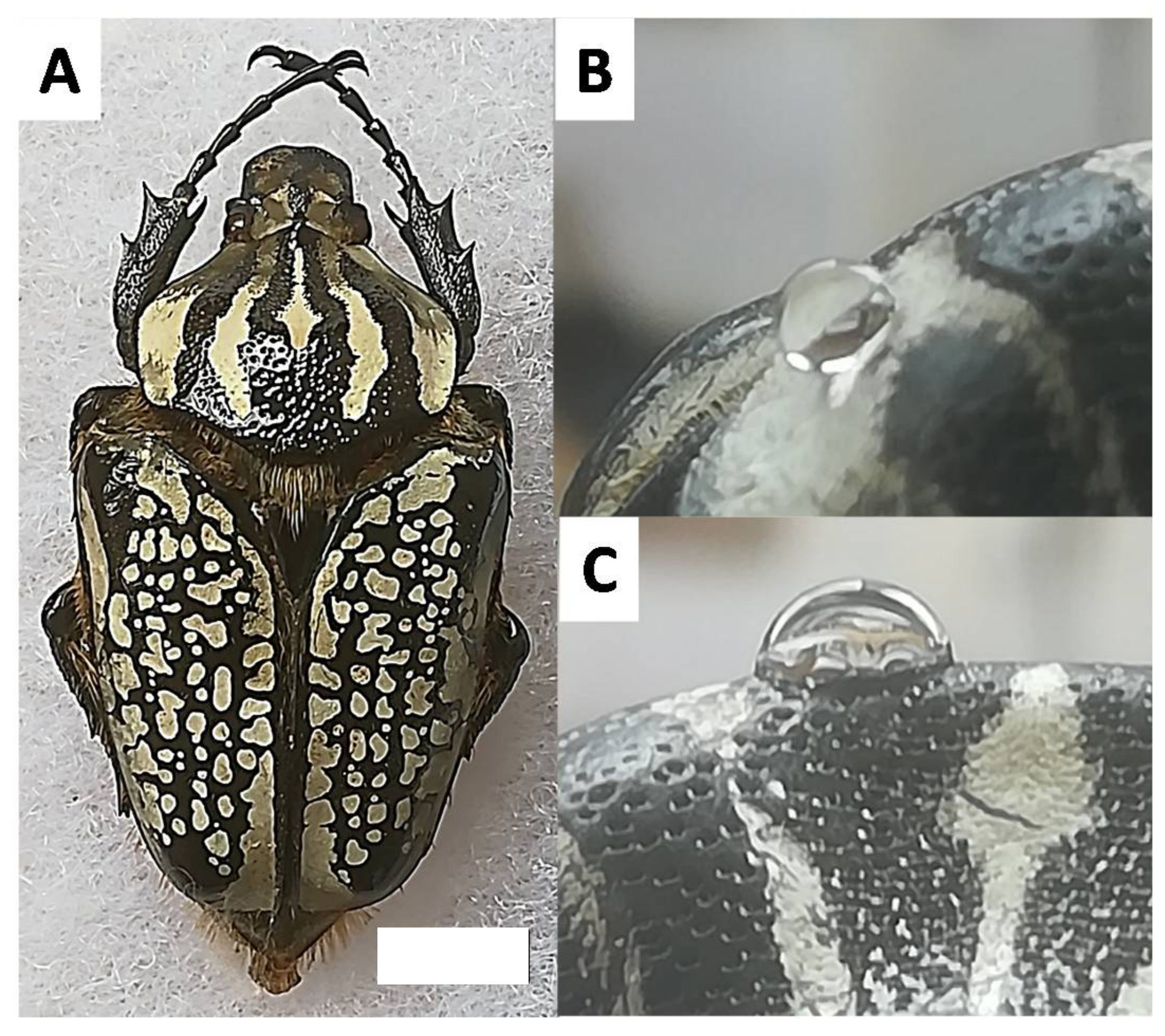 Biomimetics 03 00006 g001
