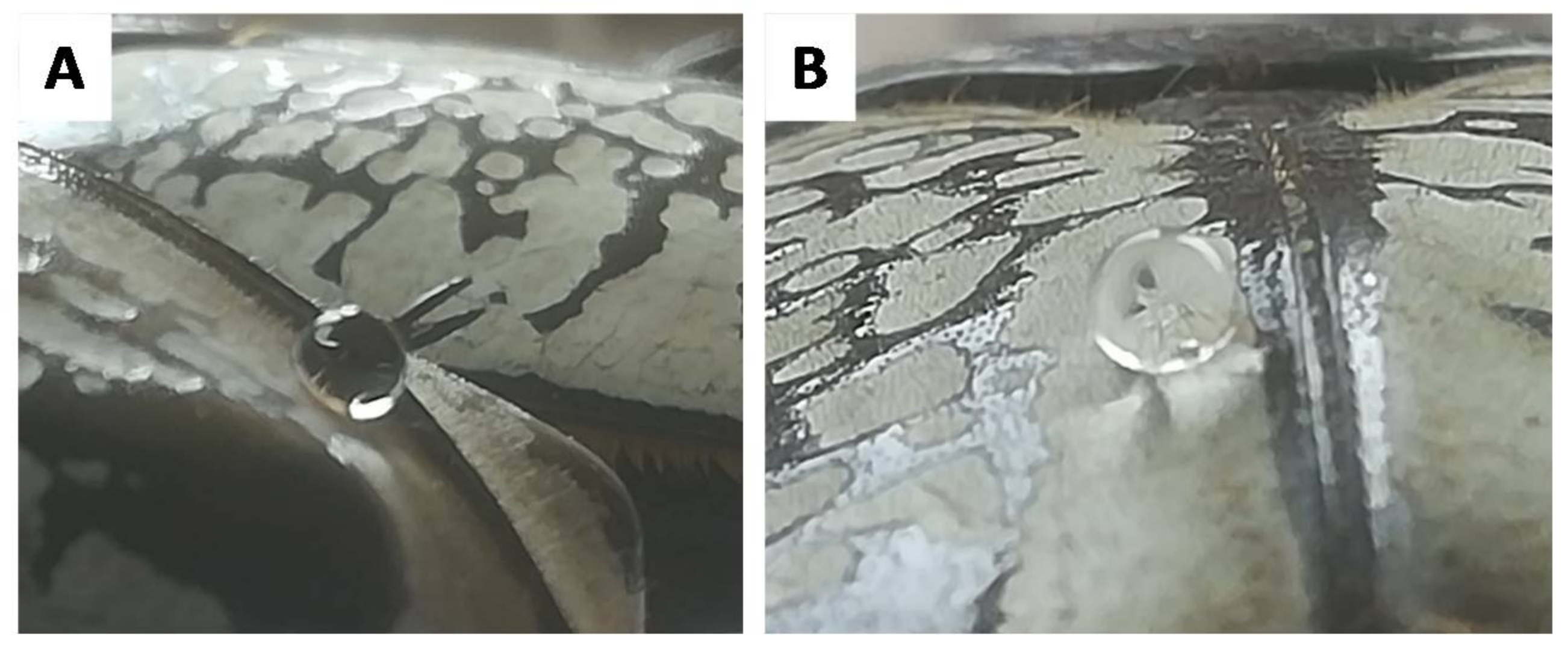 Biomimetics 03 00006 g003