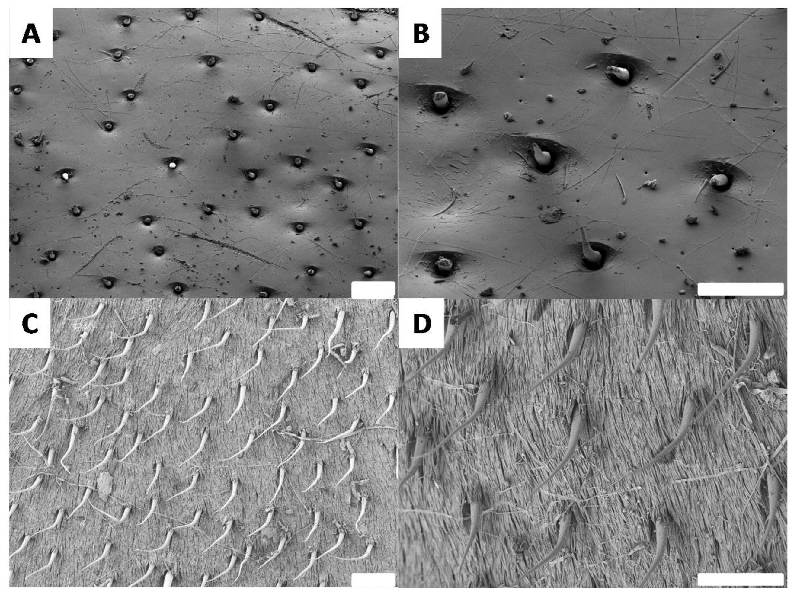 Biomimetics 03 00006 g008